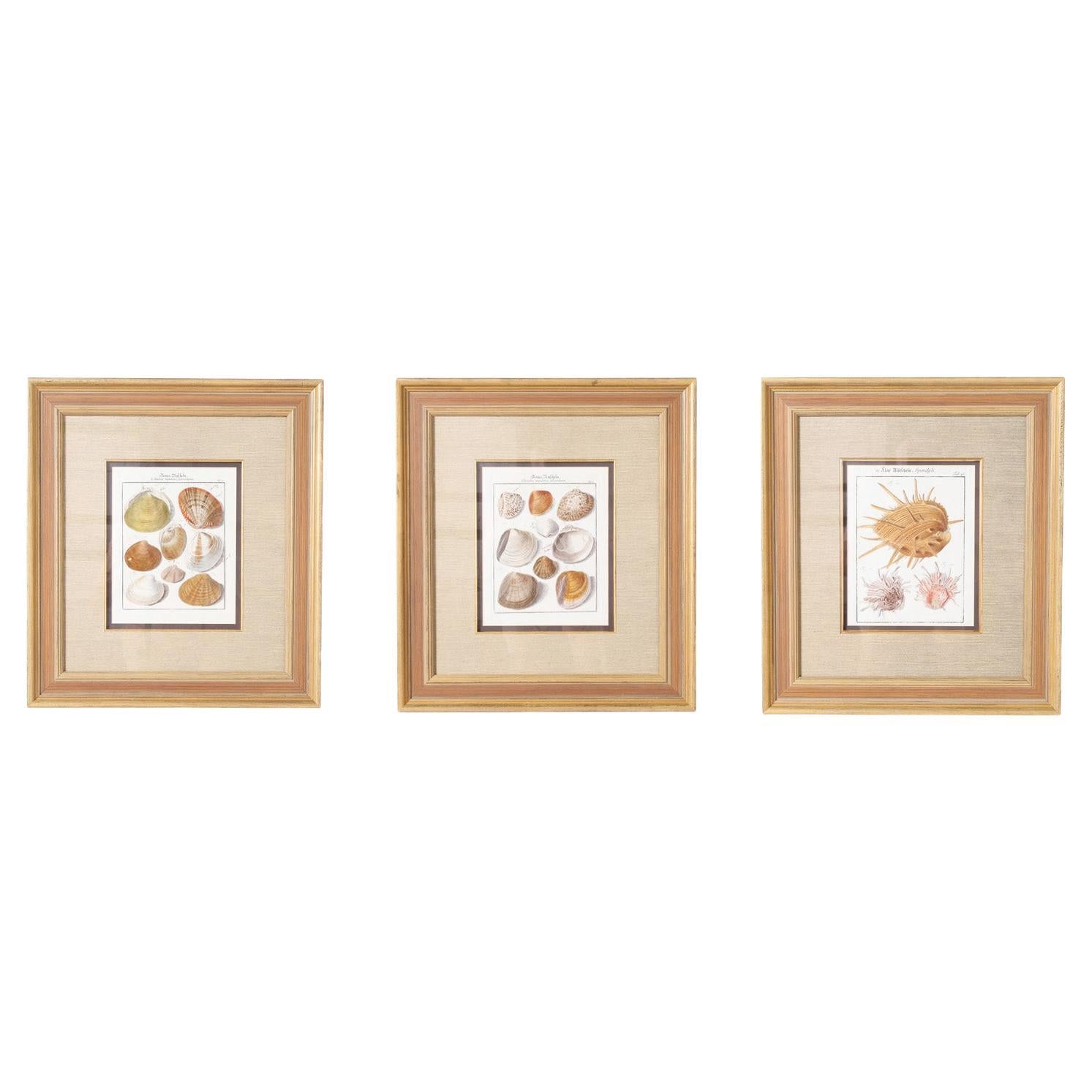 Set von drei antiken, handgefärbten Muschelgravuren im Angebot