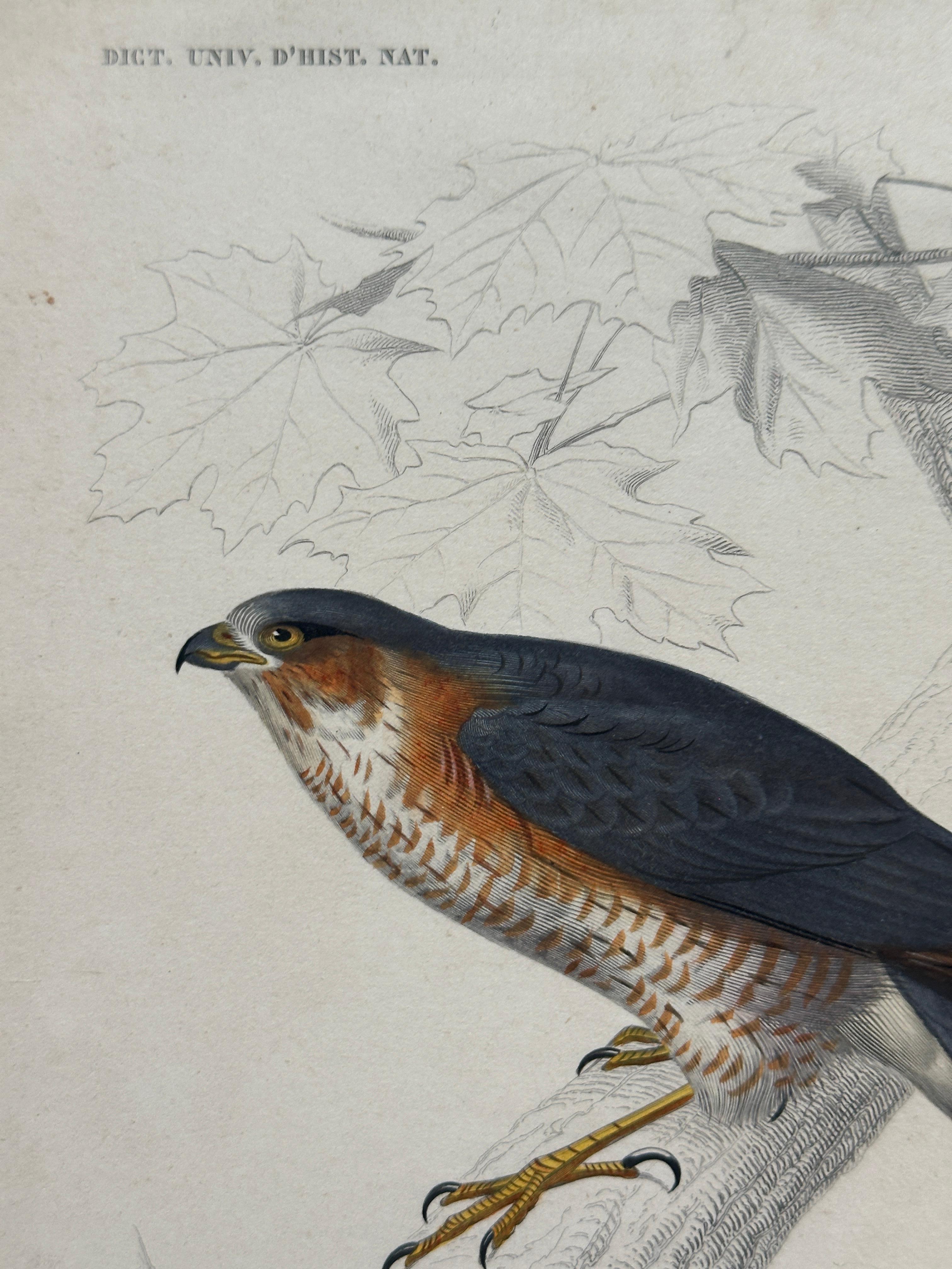 Set of Three Antique Ornithological Prints of Birds of Prey by Traviès, 1849 en vente 4