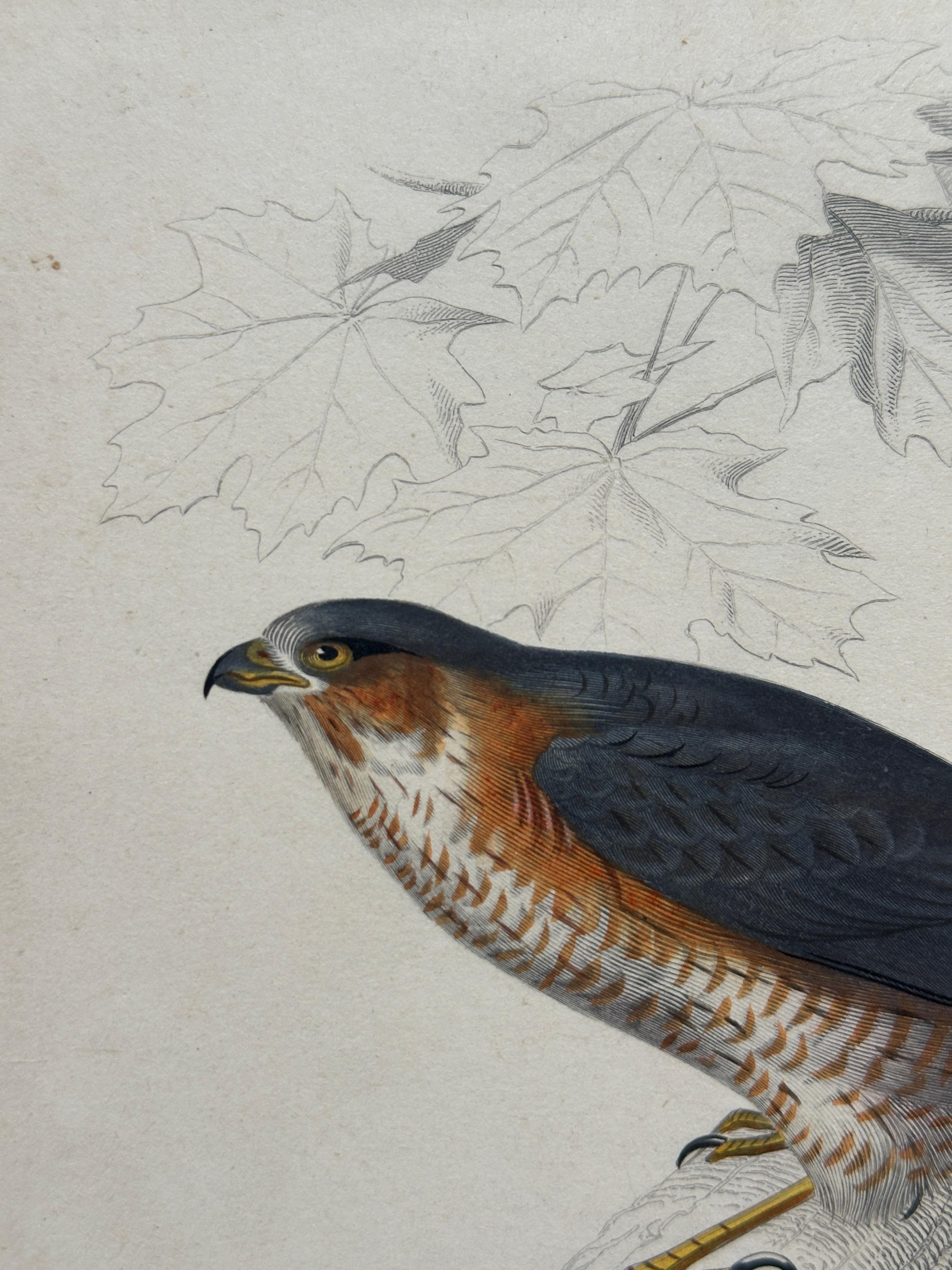 Set of Three Antique Ornithological Prints of Birds of Prey by Traviès, 1849 en vente 5