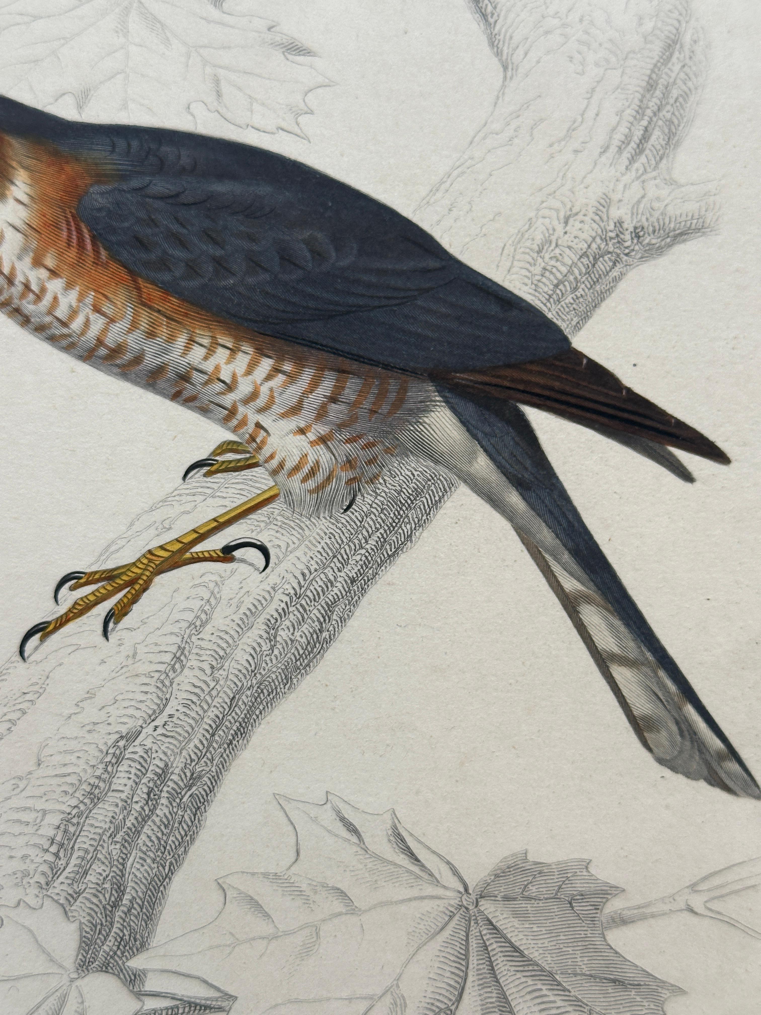 Set of Three Antique Ornithological Prints of Birds of Prey by Traviès, 1849 en vente 6