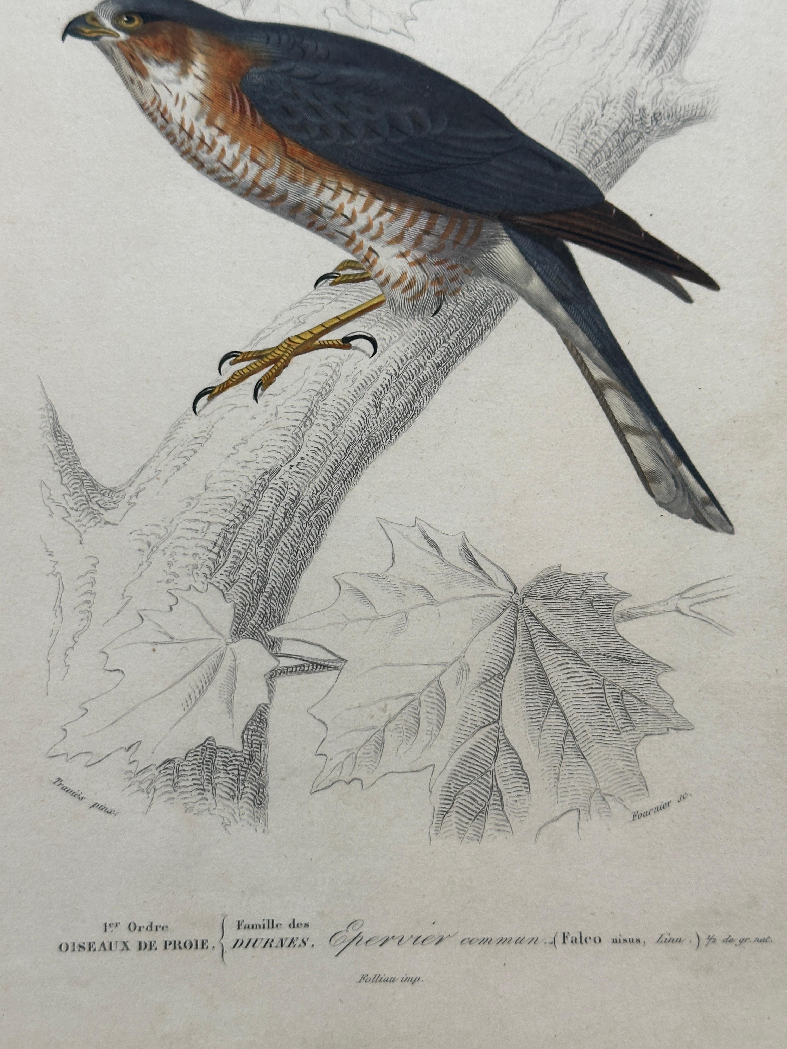 Set of Three Antique Ornithological Prints of Birds of Prey by Traviès, 1849 en vente 7