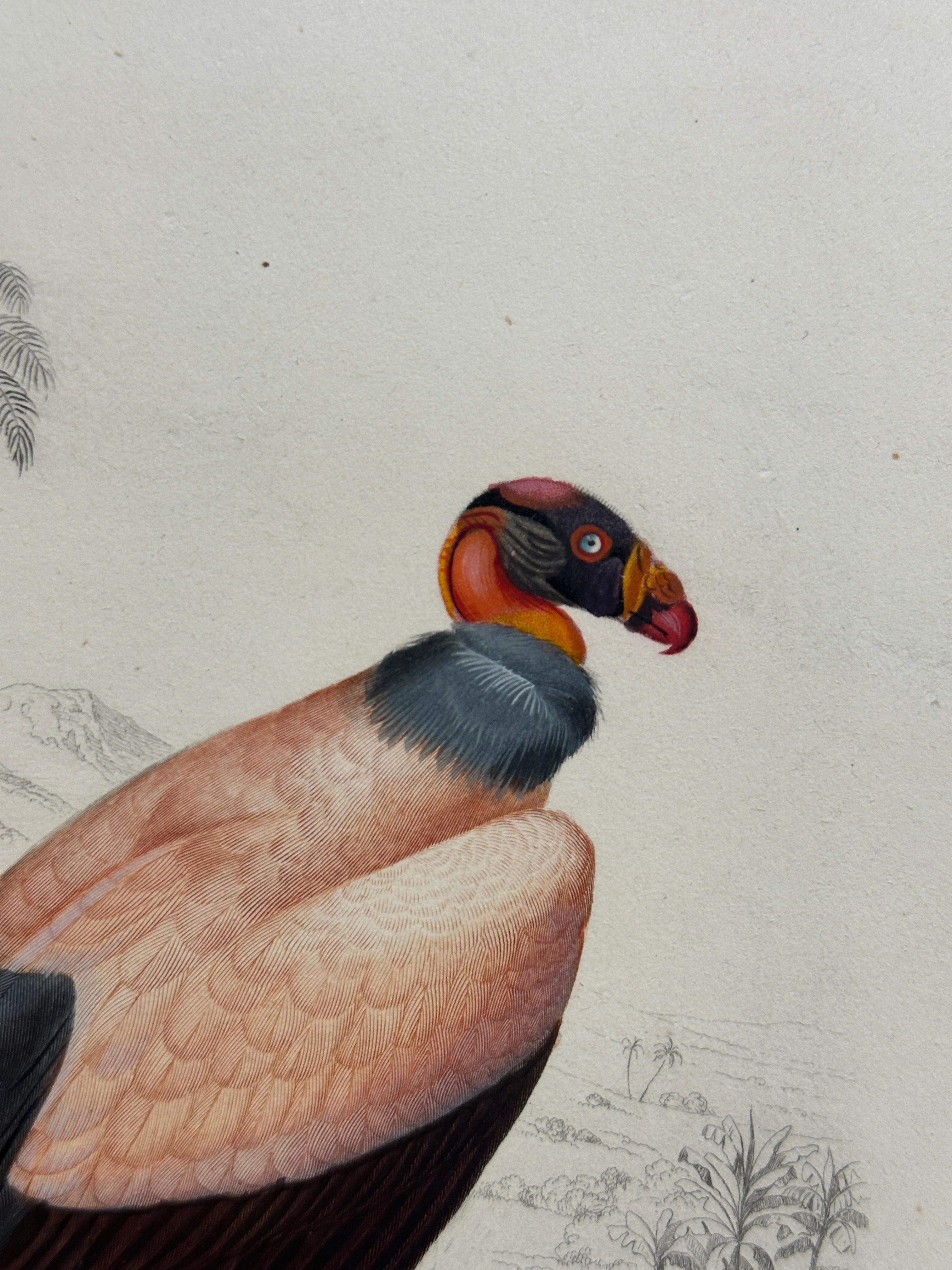 Set of Three Antique Ornithological Prints of Birds of Prey by Traviès, 1849 en vente 8