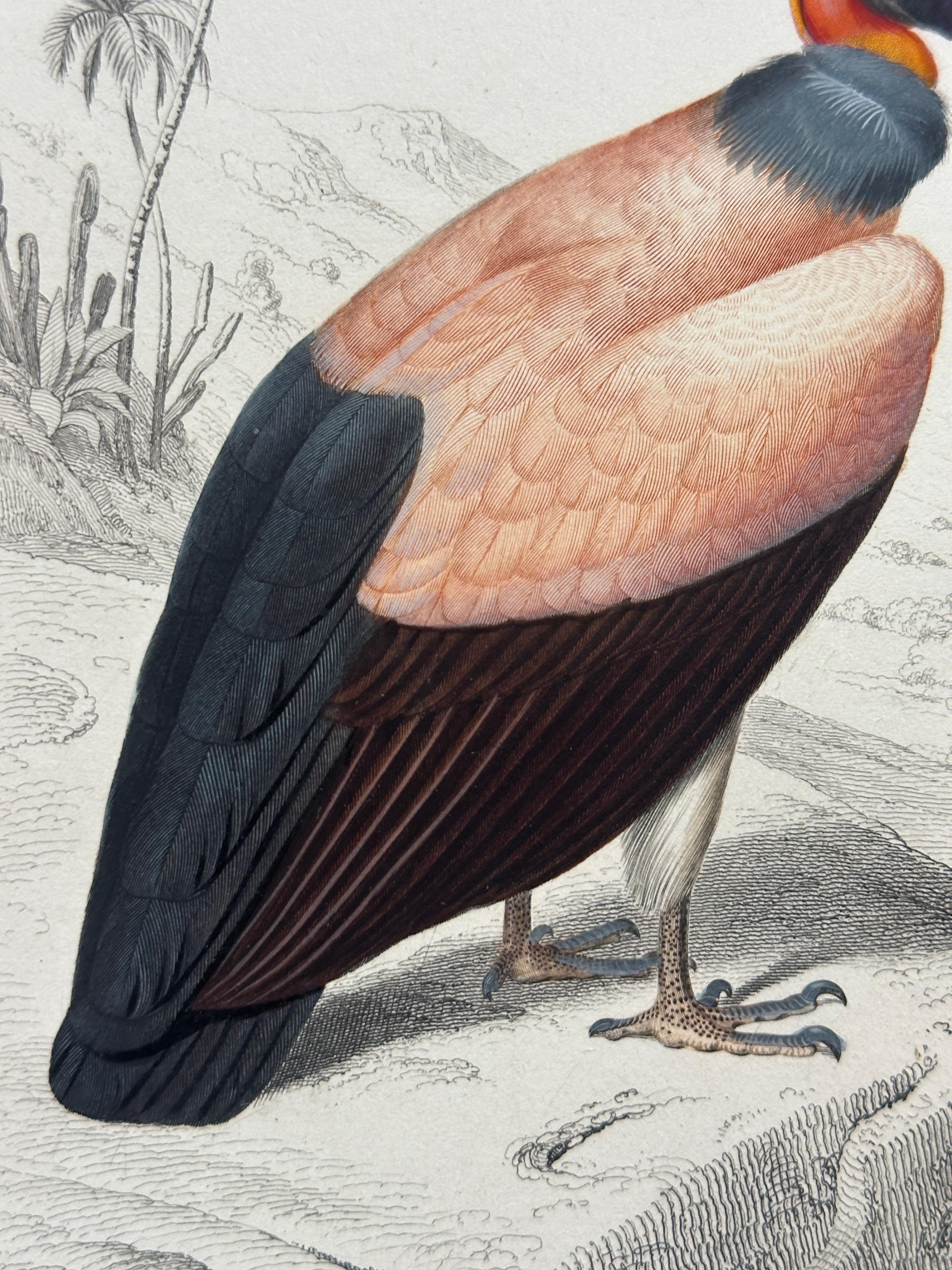 Set of Three Antique Ornithological Prints of Birds of Prey by Traviès, 1849 en vente 9