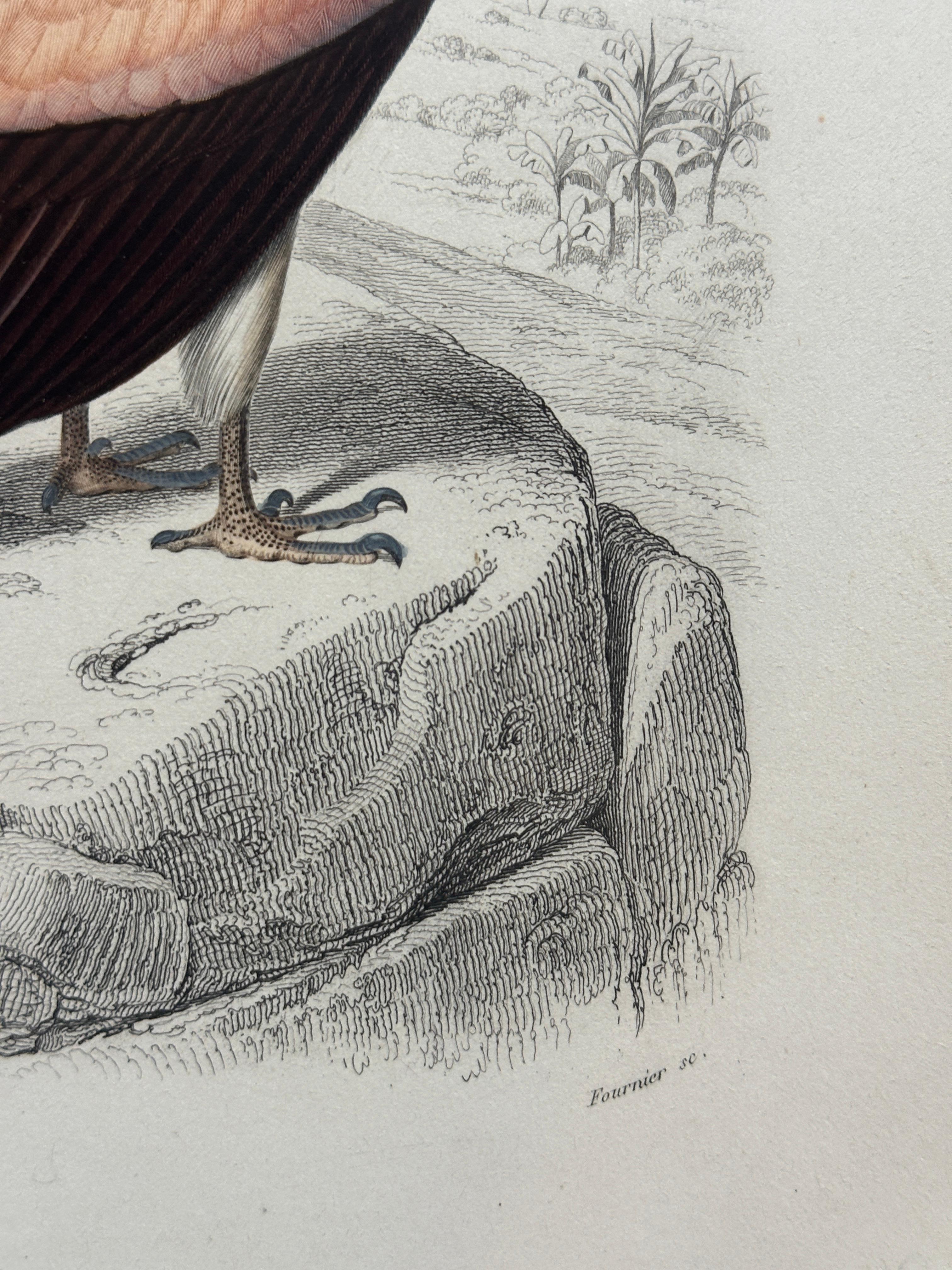 Set of Three Antique Ornithological Prints of Birds of Prey by Traviès, 1849 en vente 10