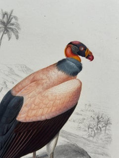 Set of Three Antique Ornithological Prints of Birds of Prey by Traviès, 1849