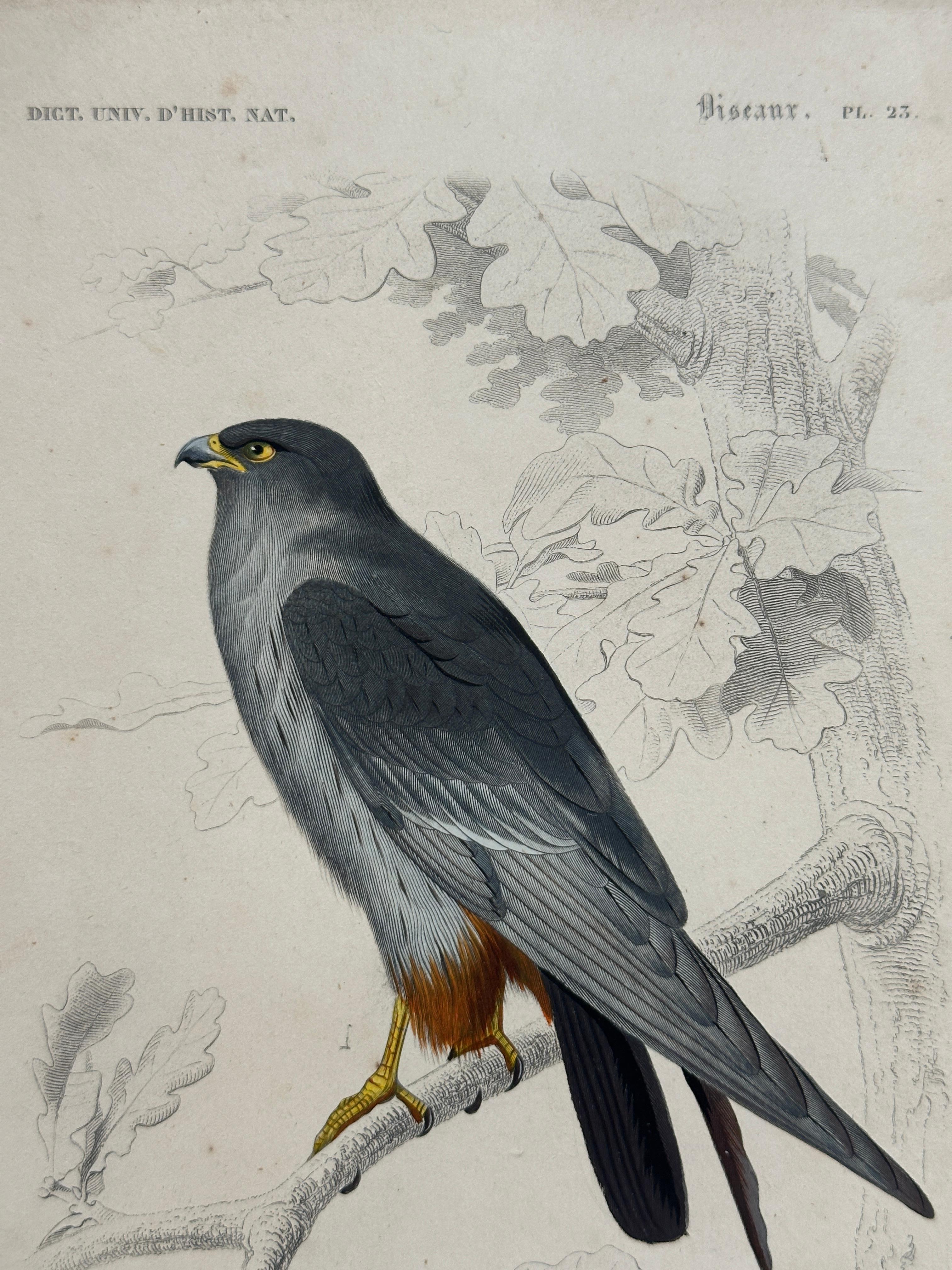 XIXe siècle Set of Three Antique Ornithological Prints of Birds of Prey by Traviès, 1849 en vente