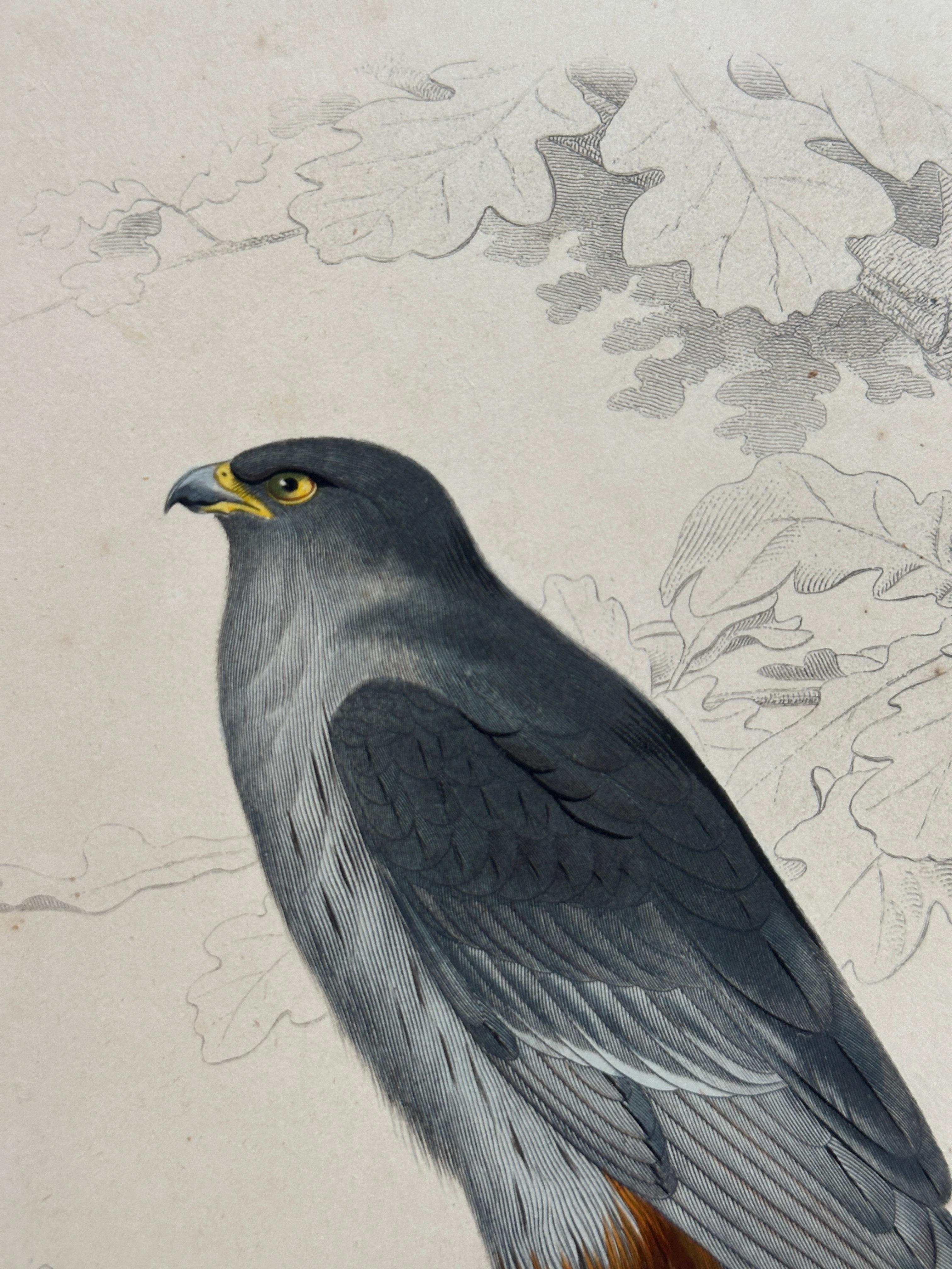 Papier Set of Three Antique Ornithological Prints of Birds of Prey by Traviès, 1849 en vente