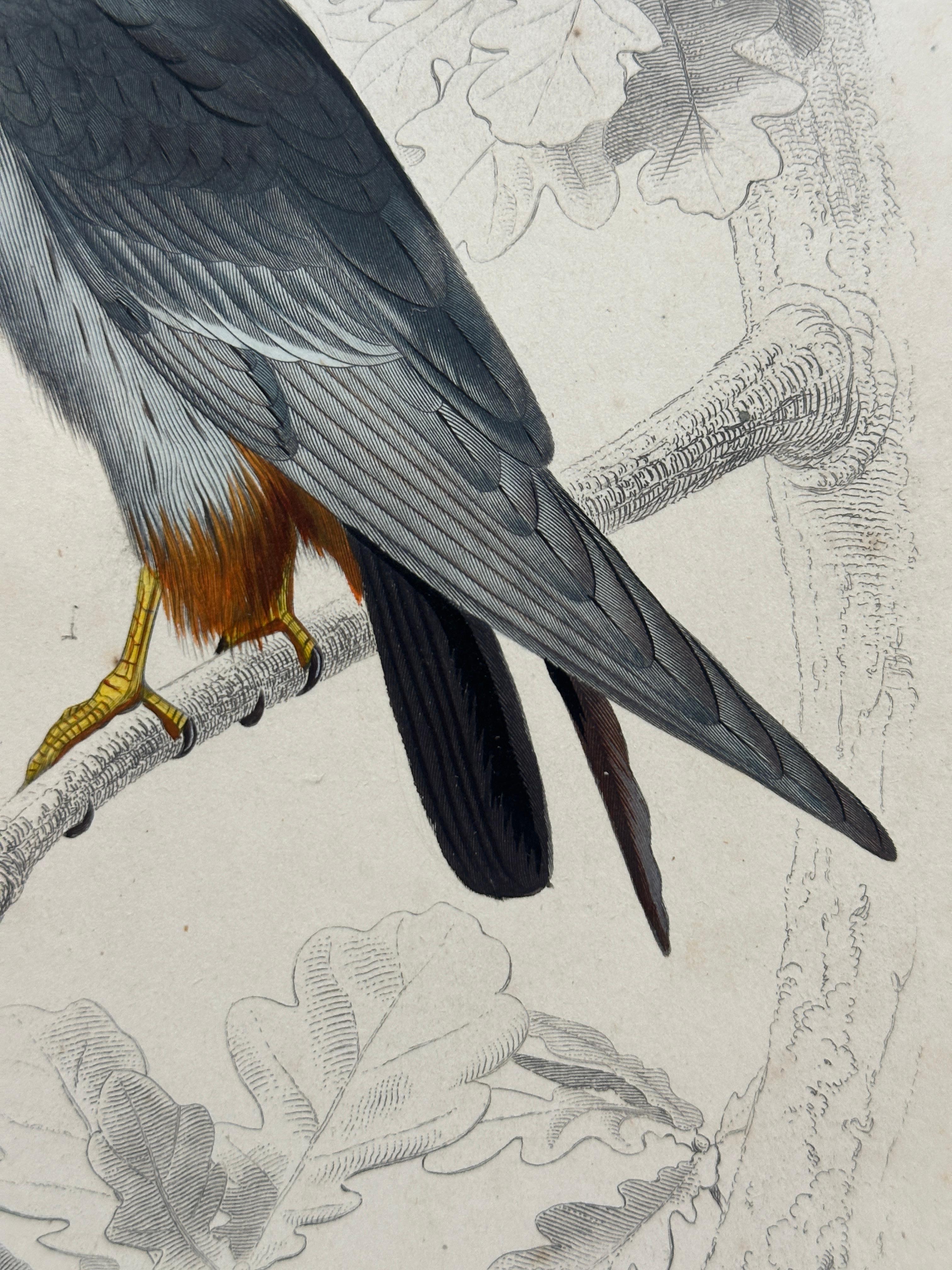Set of Three Antique Ornithological Prints of Birds of Prey by Traviès, 1849 en vente 1