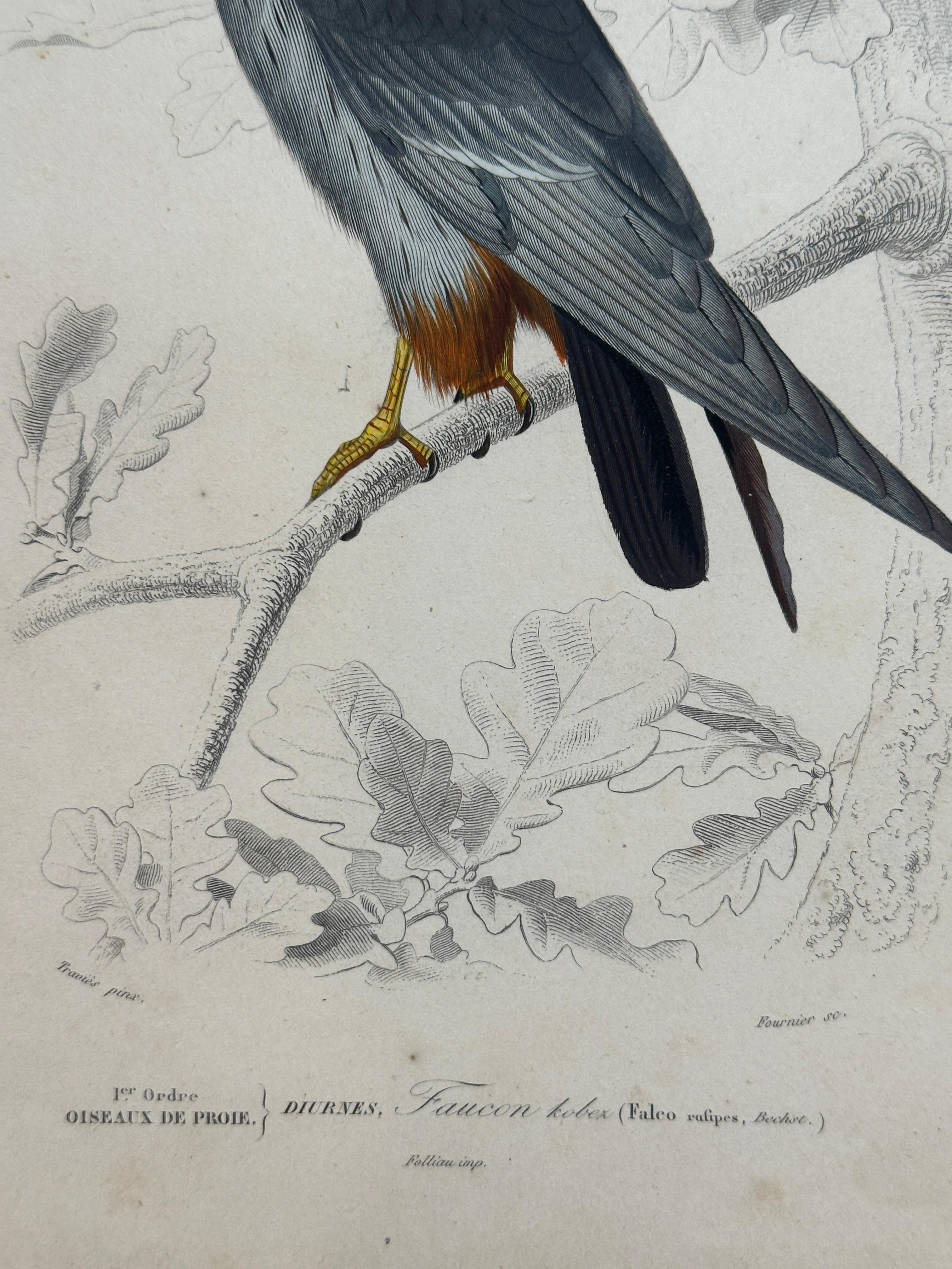 Set of Three Antique Ornithological Prints of Birds of Prey by Traviès, 1849 en vente 2