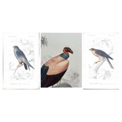 Set of Three Antique Ornithological Prints of Birds of Prey by Traviès, 1849