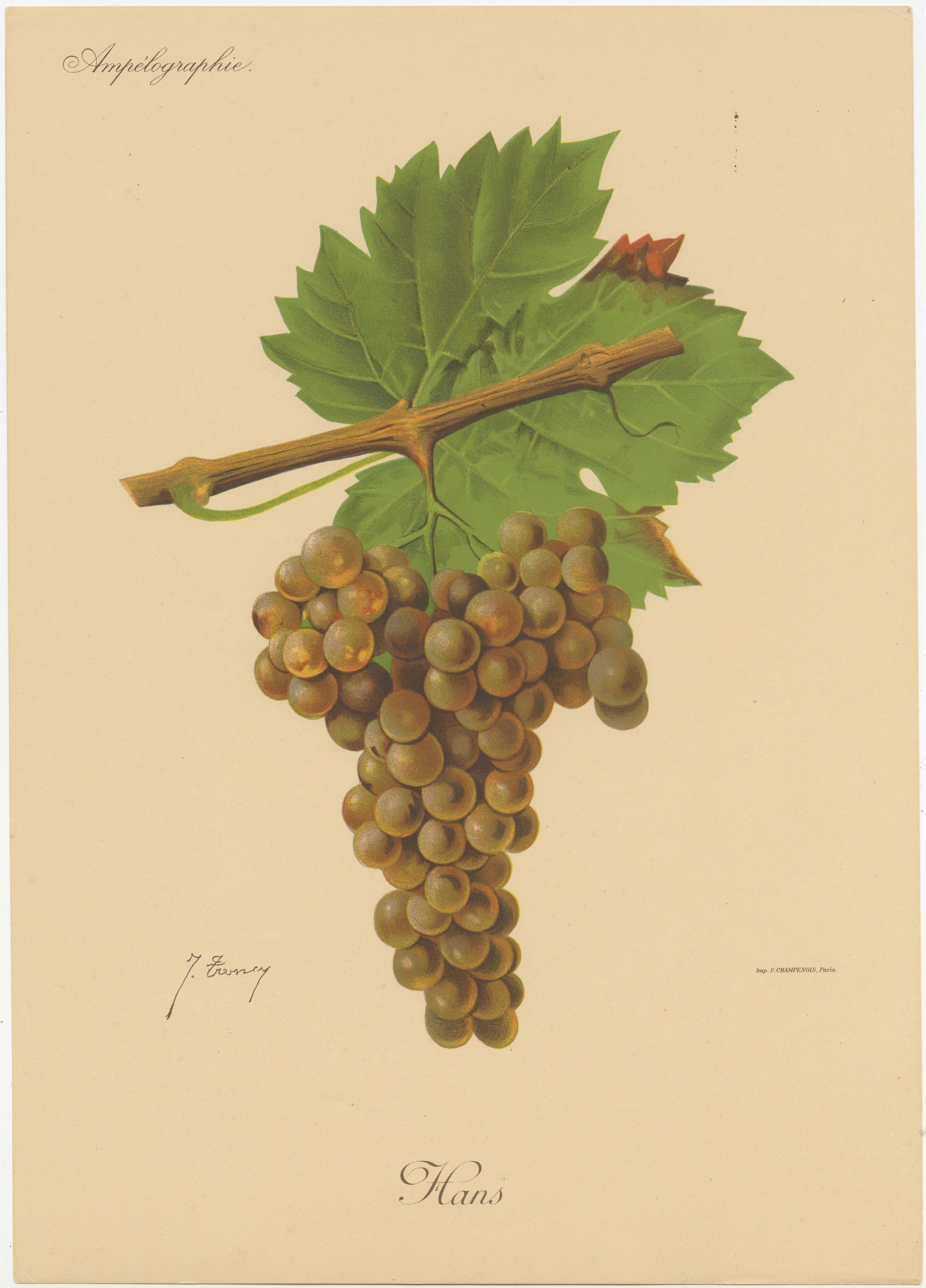 Set of three original antique chromolithographs of various green / white grape varieties titled 'Hans - Pedro Ximenes - lbillo Castellano'. These prints originate from 'Traité Général de Viticulture. Ampélographie (..)' by Alexis Greyder. Published