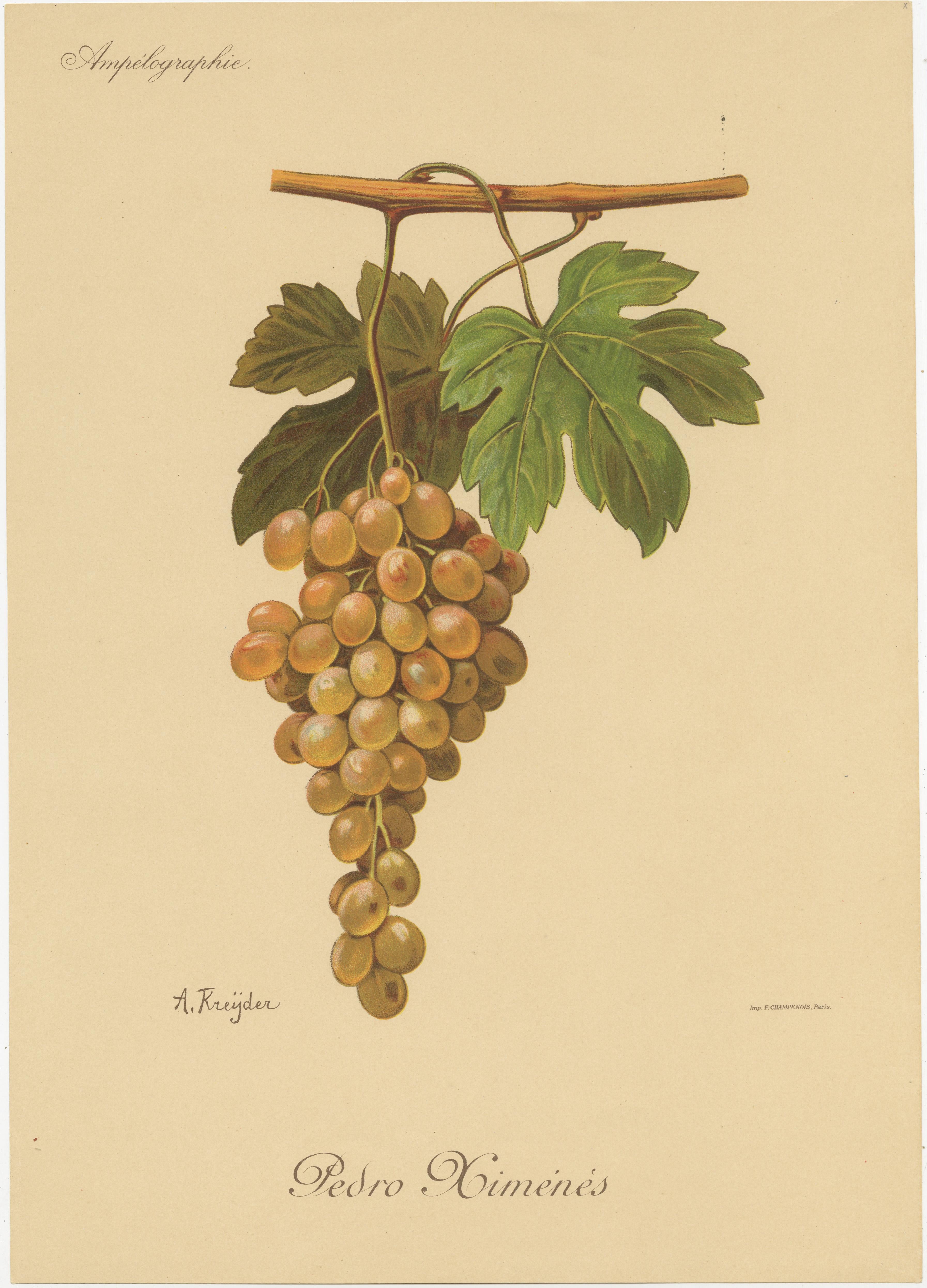 Set di tre stampe antiche di varietà di uva verde e bianca In condizioni discrete in vendita a Langweer, NL