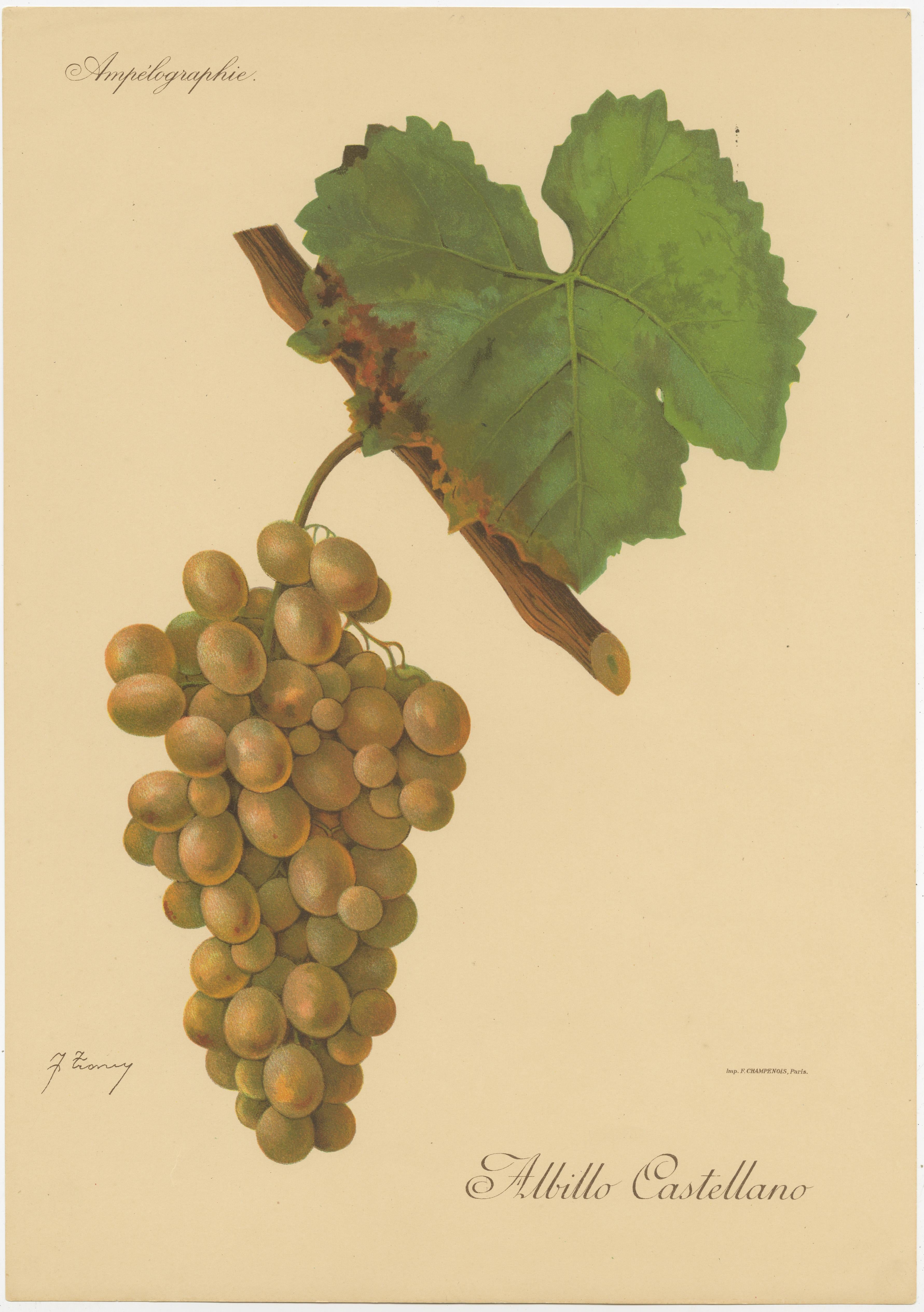 XX secolo Set di tre stampe antiche di varietà di uva verde e bianca in vendita