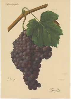 Set of three Antique Prints of Red Grape Varieties