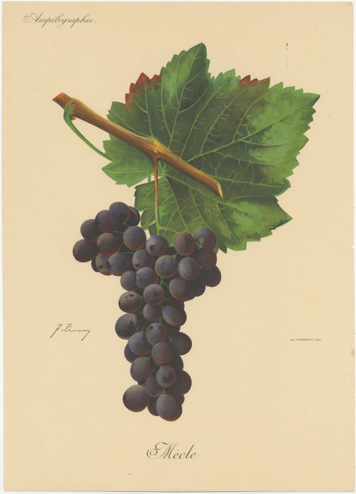 Set of three Antique Prints of Red Grape Varieties