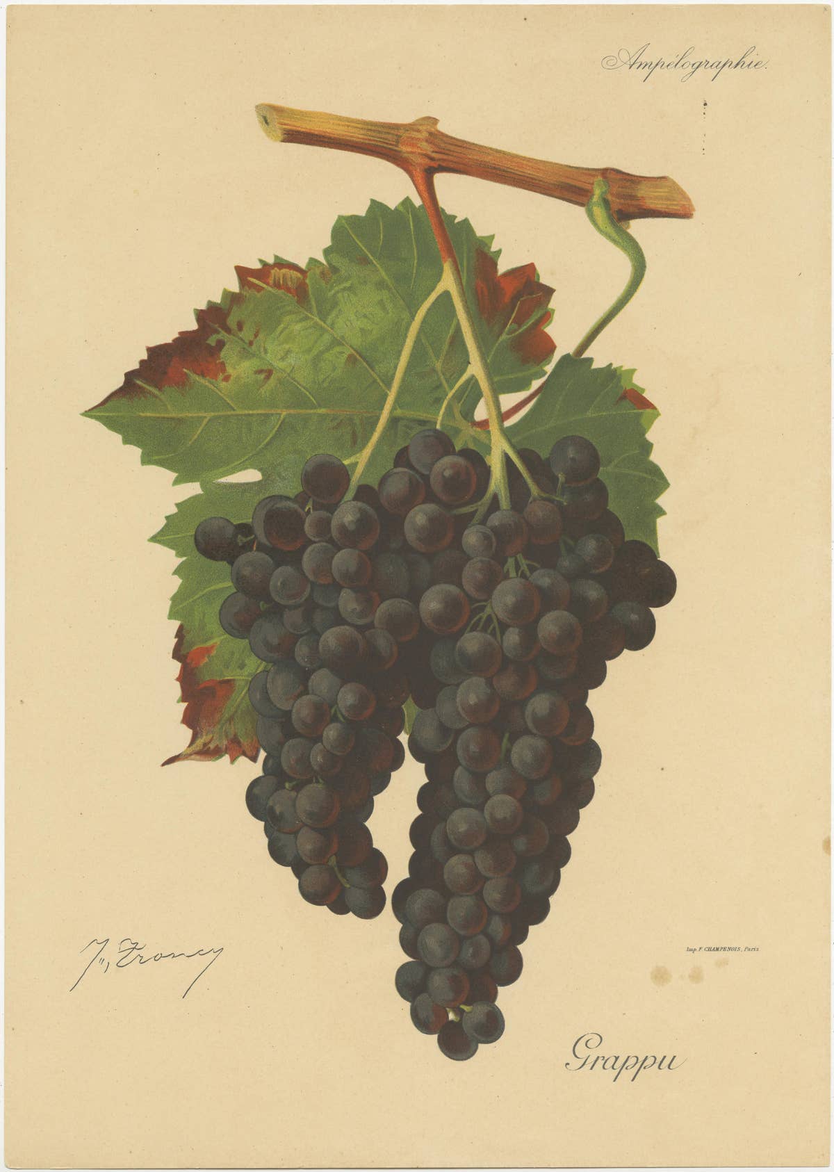 Set of three Antique Prints of Red Grape Varieties