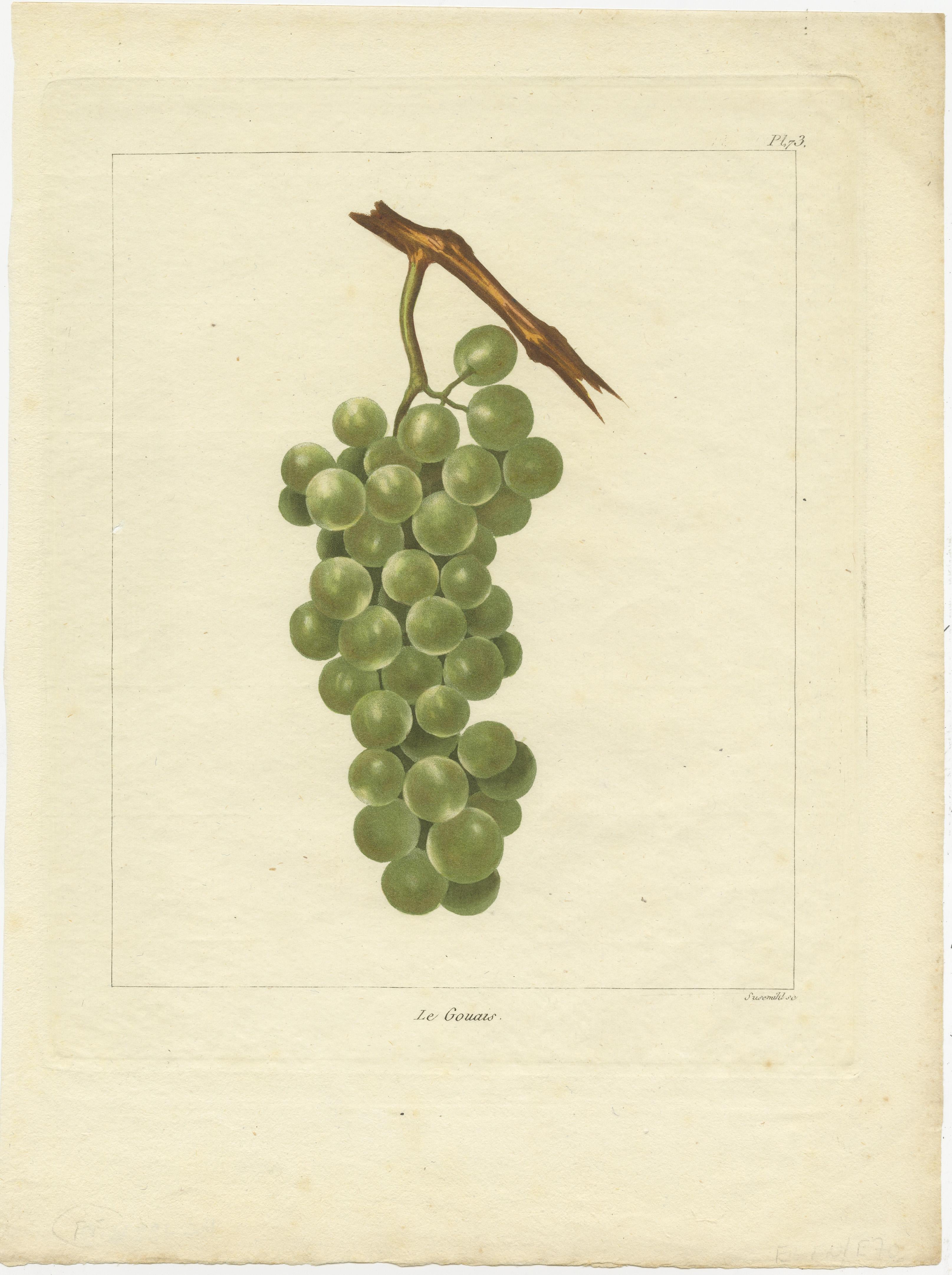 Set of Three Antique Prints of Various Green / White Grape Varieties In Good Condition For Sale In Langweer, NL