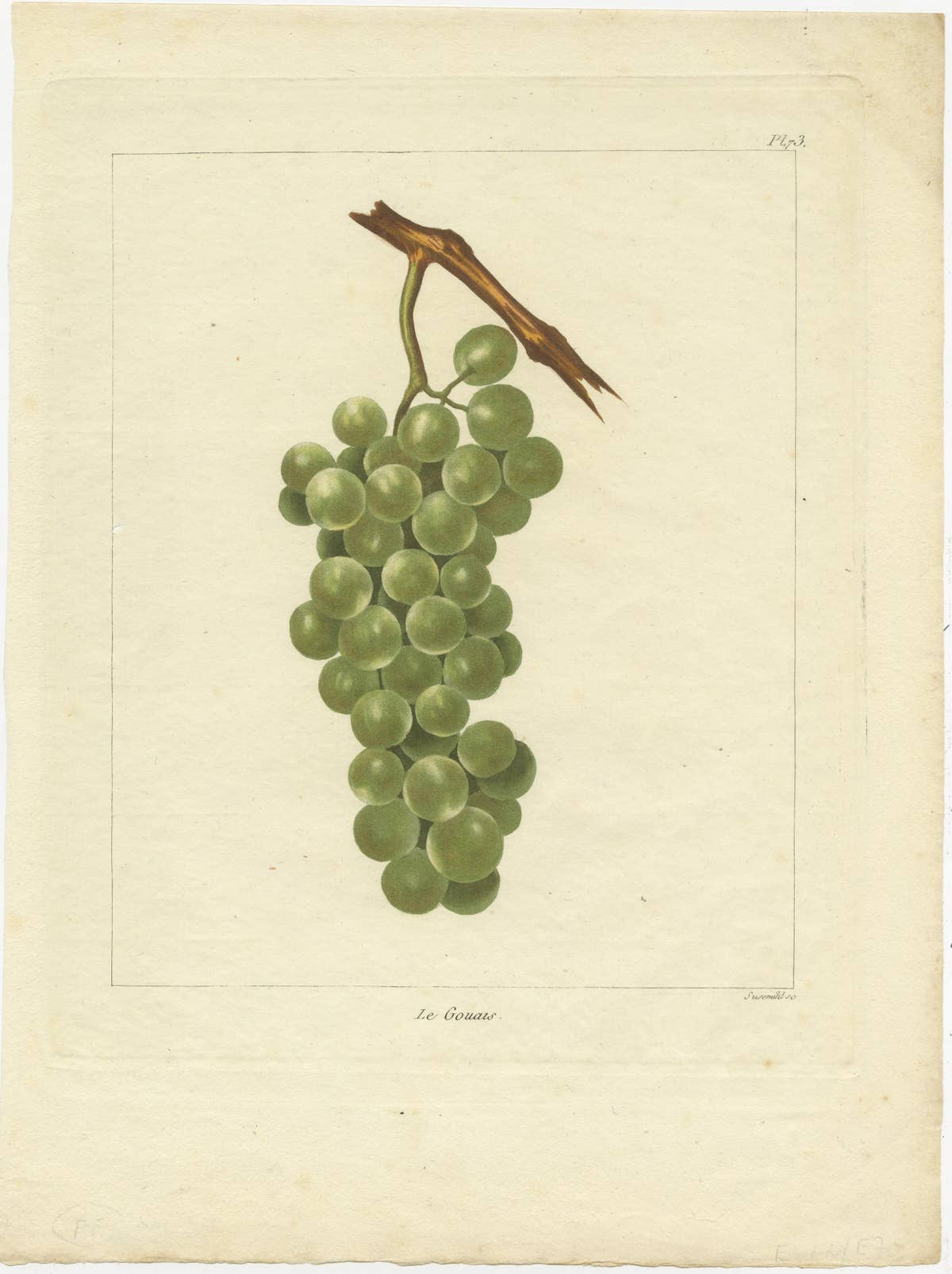 Set of Three Antique Prints of Various Green / White Grape Varieties, 1821