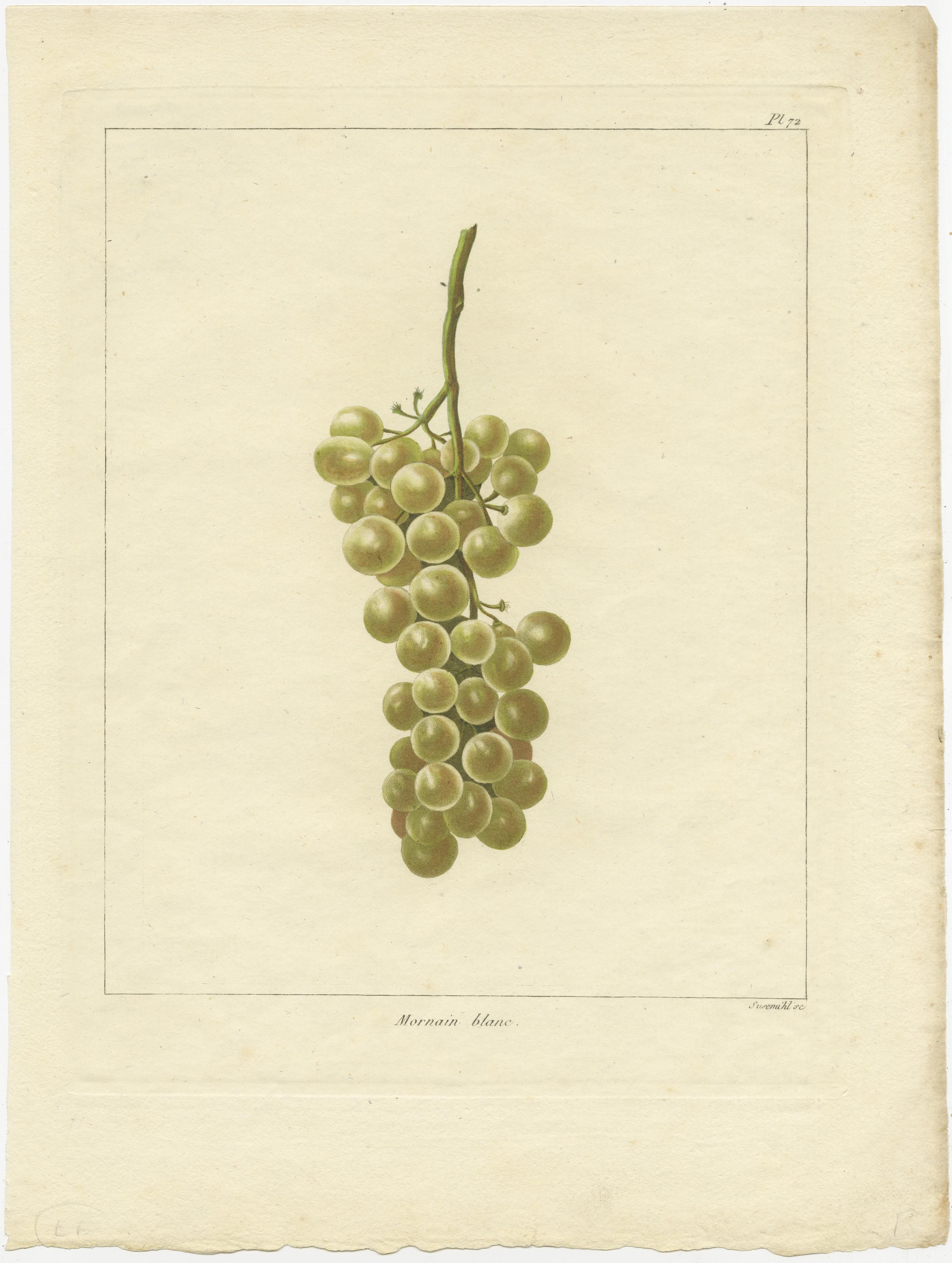 XIXe siècle Ensemble de trois estampes anciennes de différentes variétés de raisins verts et blancs en vente