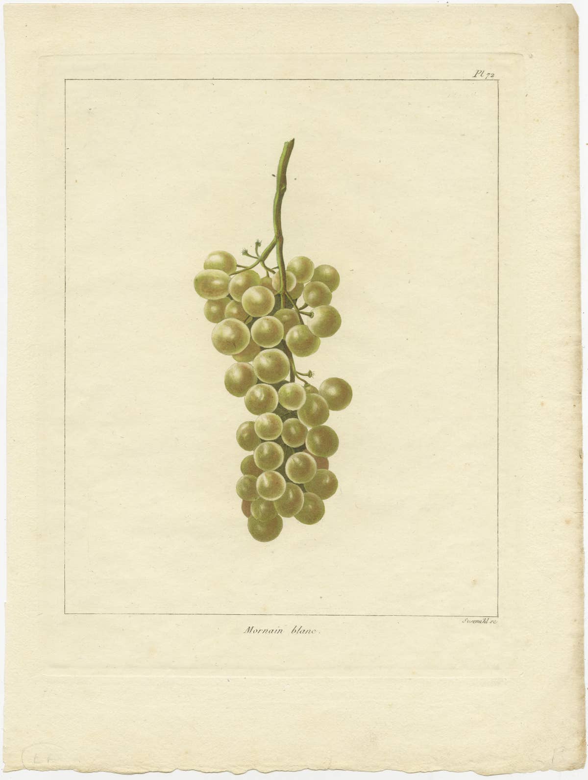 Set of Three Antique Prints of Various Green / White Grape Varieties, 1821
