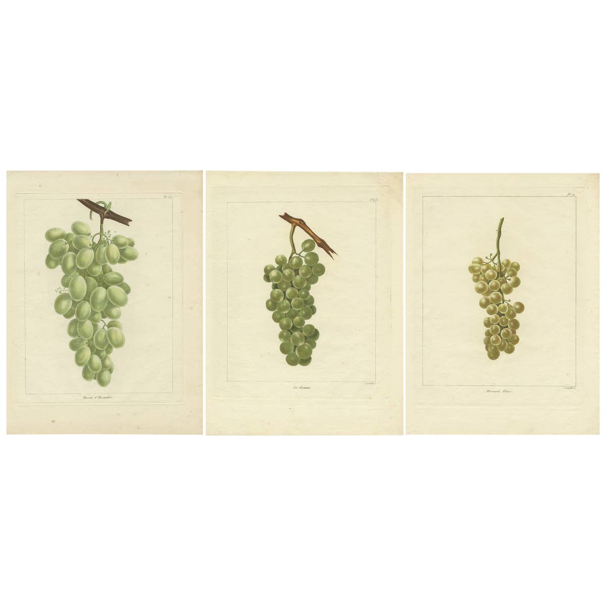 Set of Three Antique Prints of Various Green / White Grape Varieties, 1821