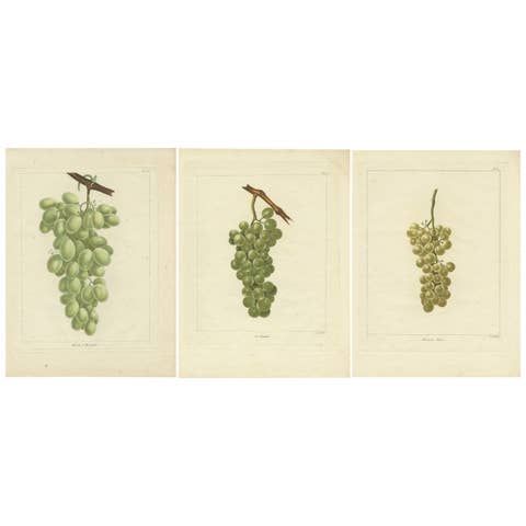 Set of Three Antique Prints of Various Green / White Grape Varieties, 1821