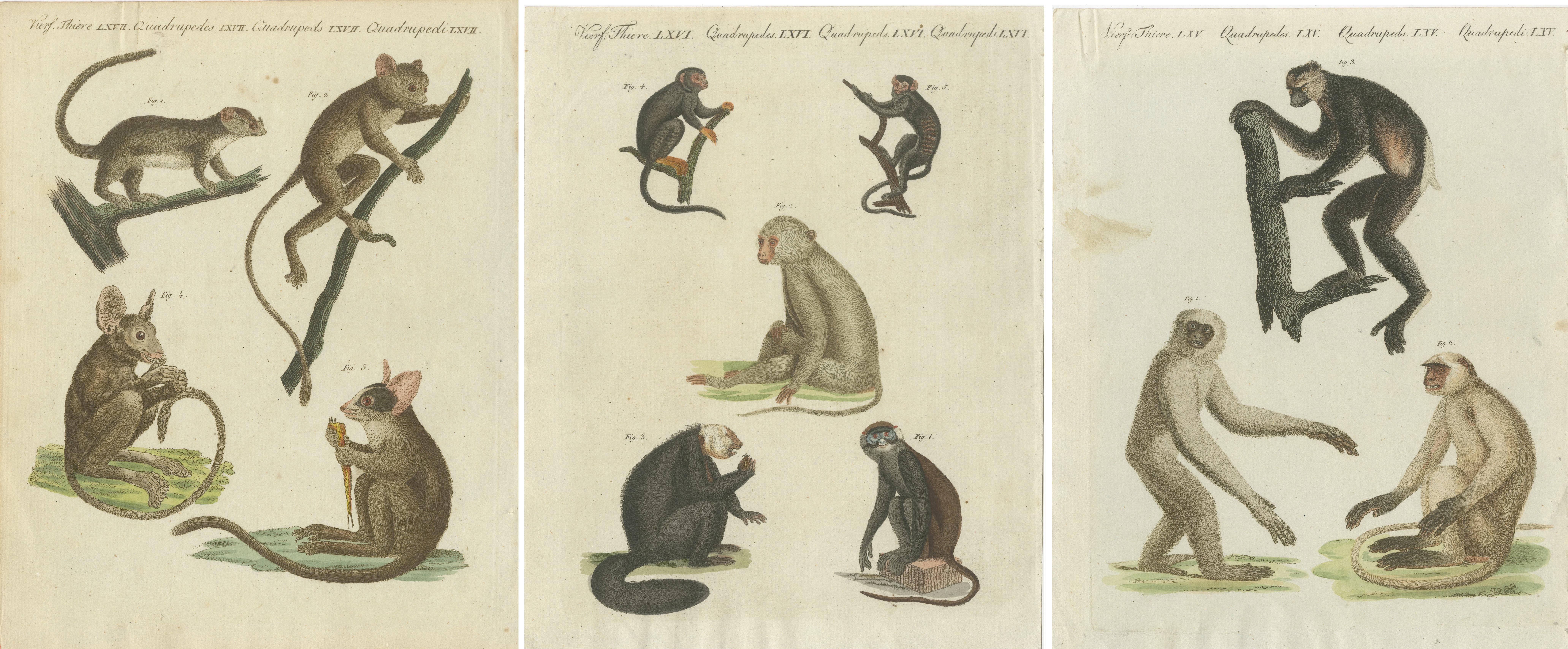 Set of three original antique prints of various monkeys including maki, indri and others. These prints originate from 'Bilderbuch fur Kinder' by F.J. Bertuch. Friedrich Johann Bertuch (1747-1822) was a German publisher and man of arts most famous