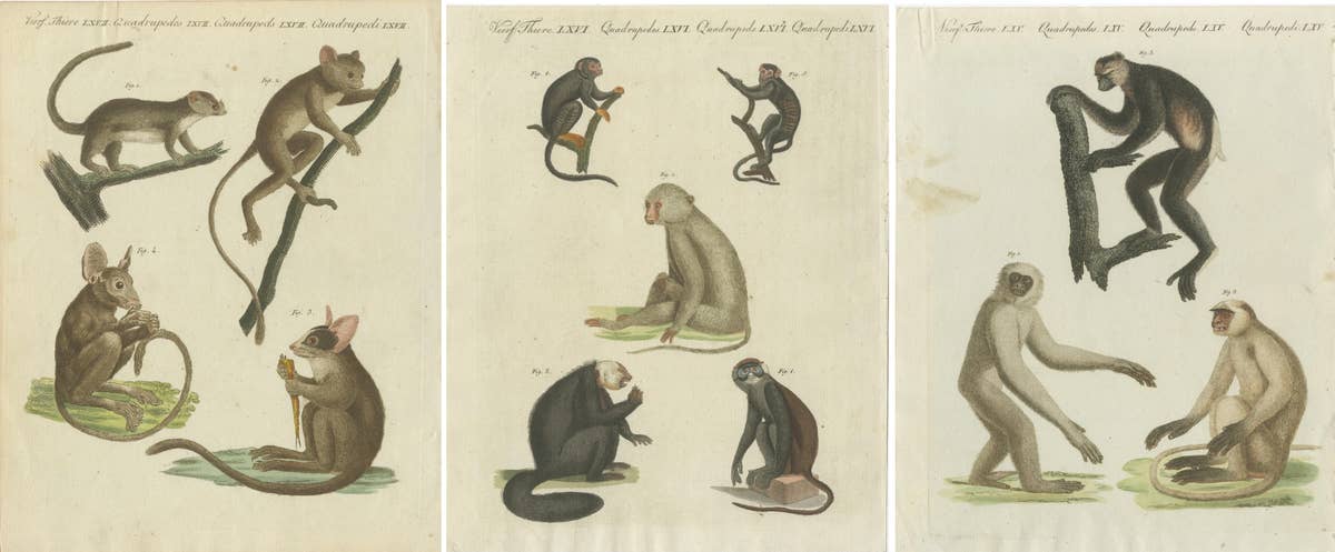 Set of three Antique Prints of various Monkeys, also including Maki