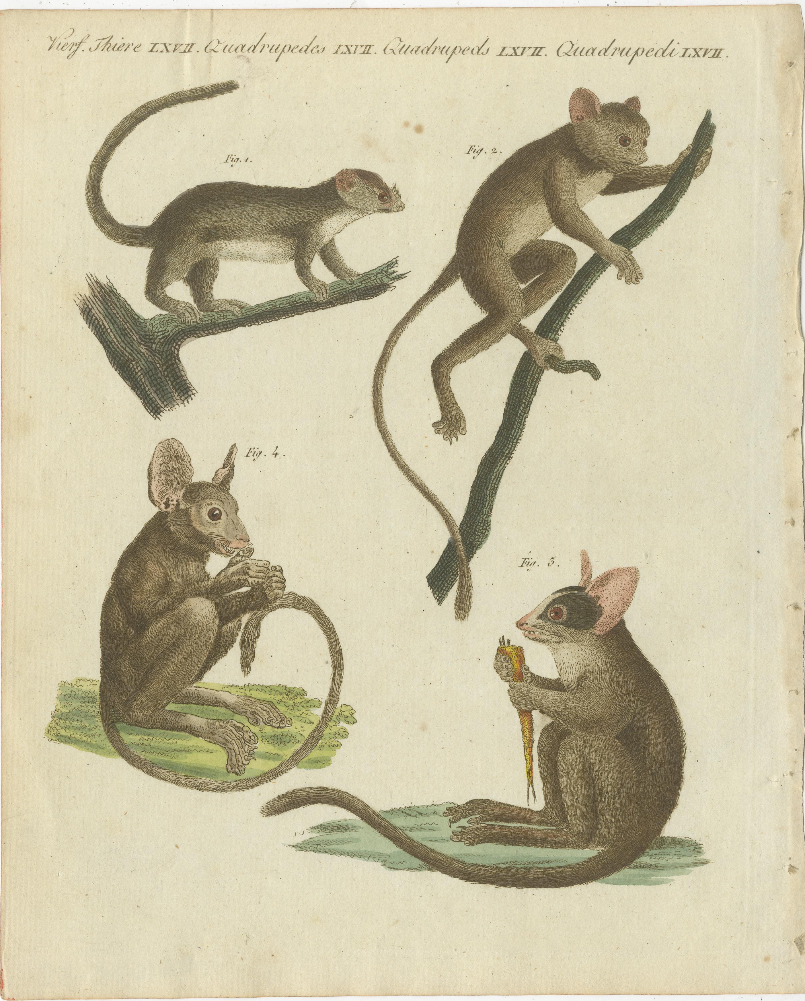 Set of three Antique Prints of various Monkeys, also including Maki In Good Condition For Sale In Langweer, NL