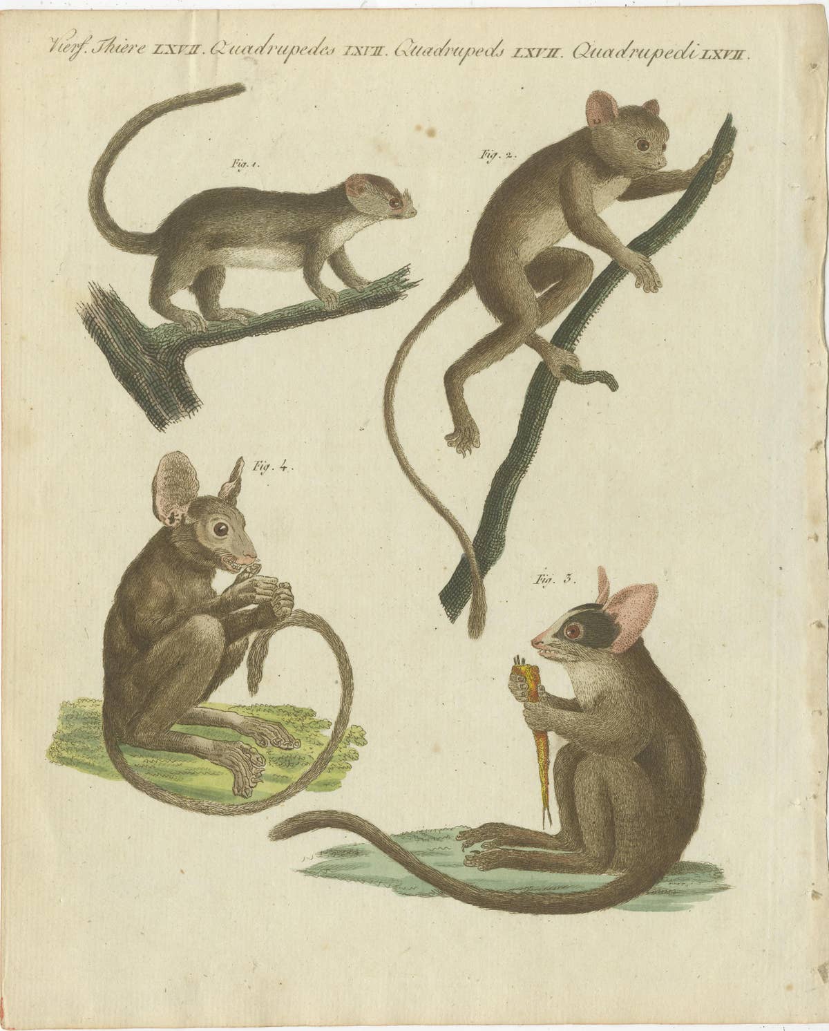 Set of three Antique Prints of various Monkeys, also including Maki