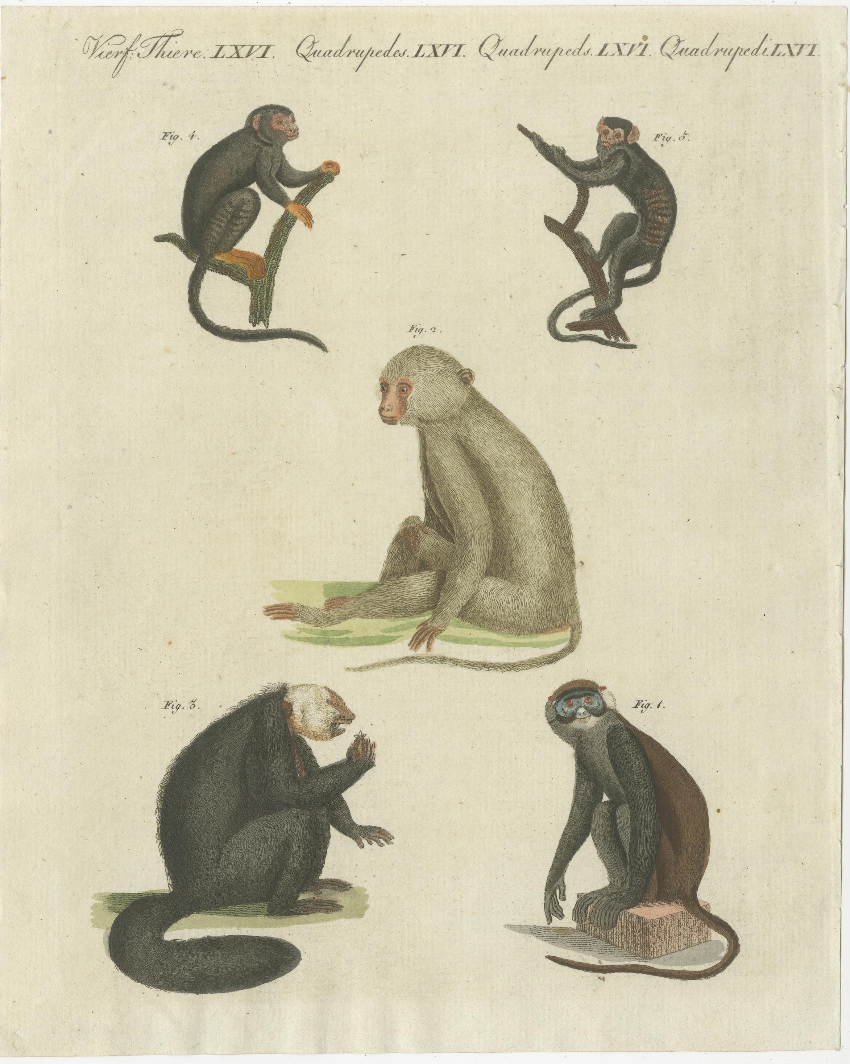 19th Century Set of three Antique Prints of various Monkeys, also including Maki For Sale