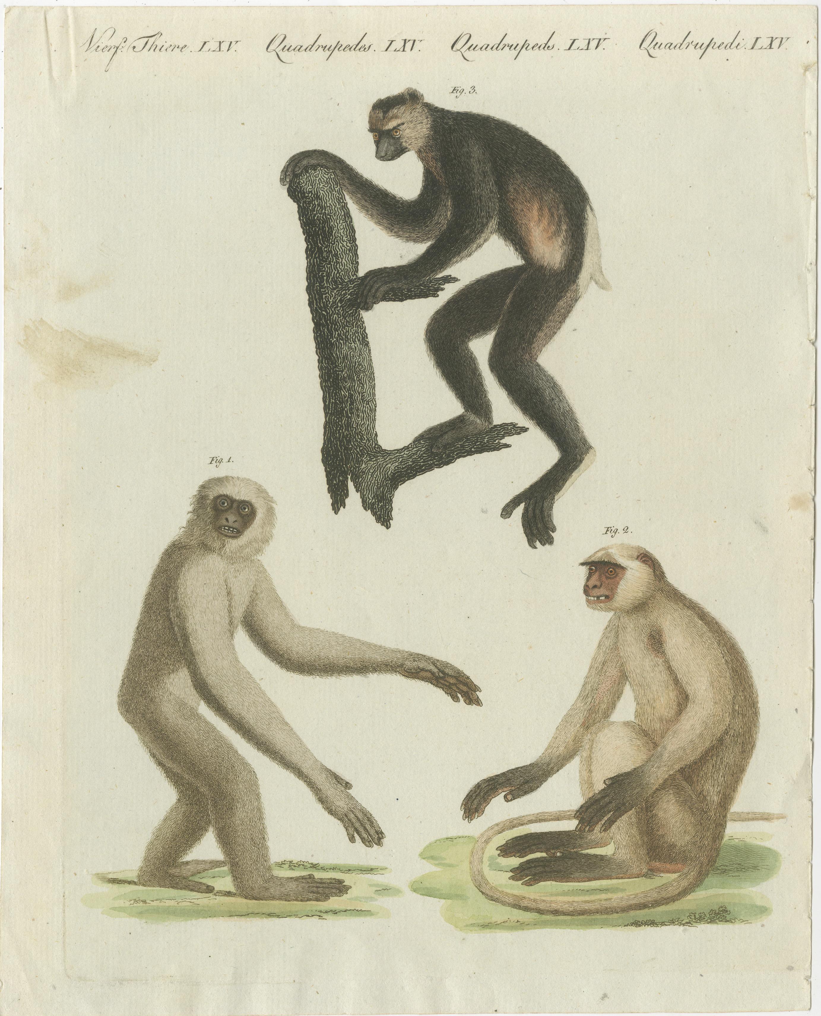 Paper Set of three Antique Prints of various Monkeys, also including Maki For Sale