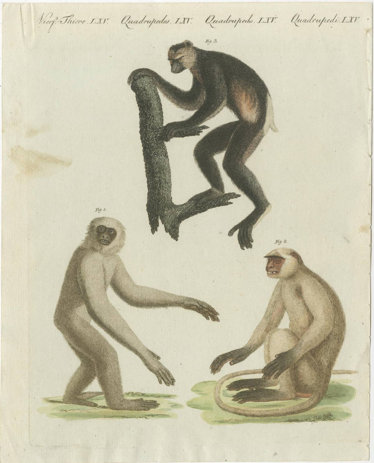 Set of three Antique Prints of various Monkeys, also including Maki