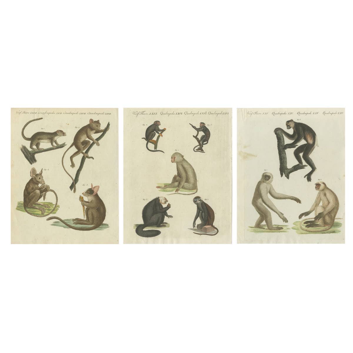 Set of three Antique Prints of various Monkeys, also including Maki