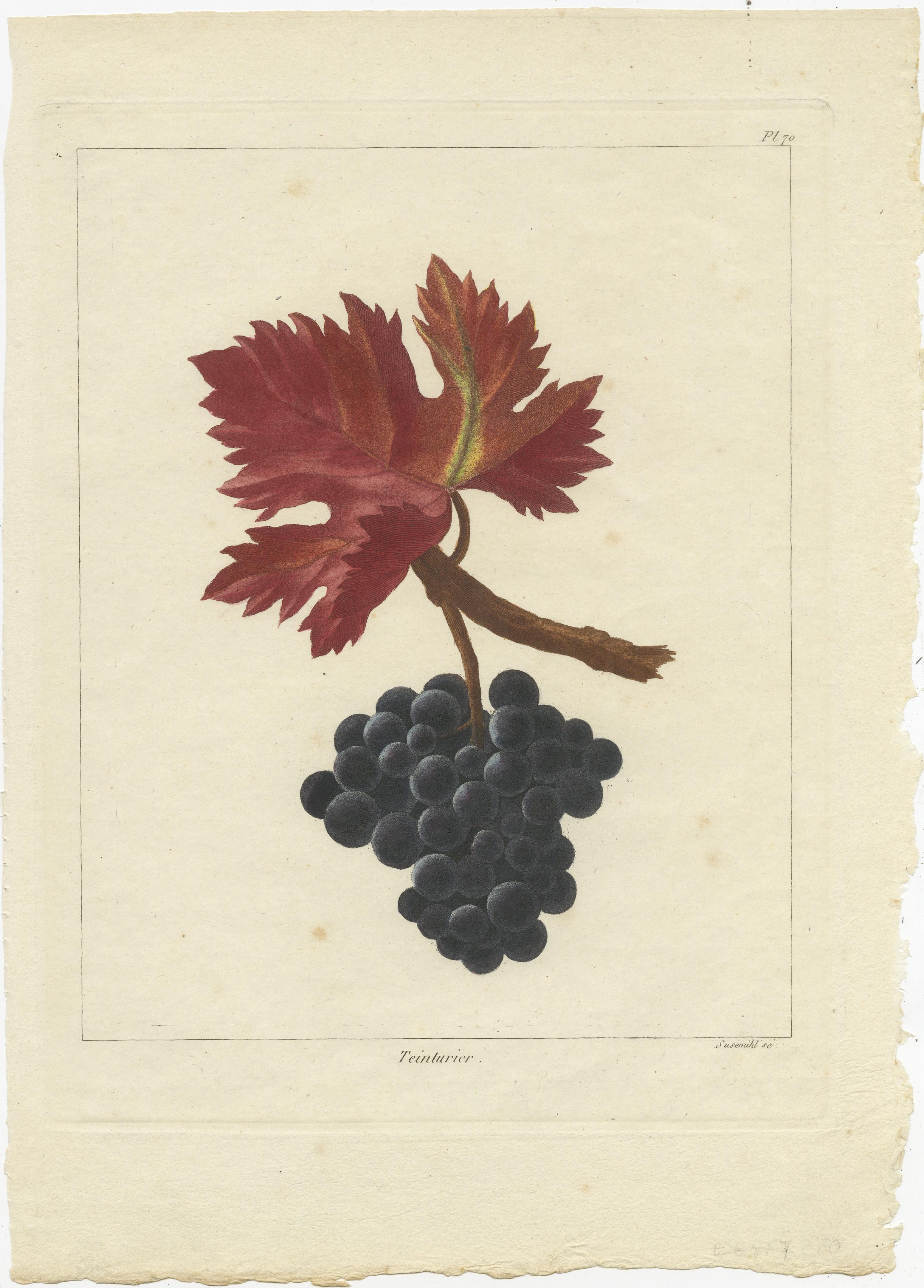 Set of Three Antique Prints of Various Red Grape Varieties In Good Condition In Langweer, NL