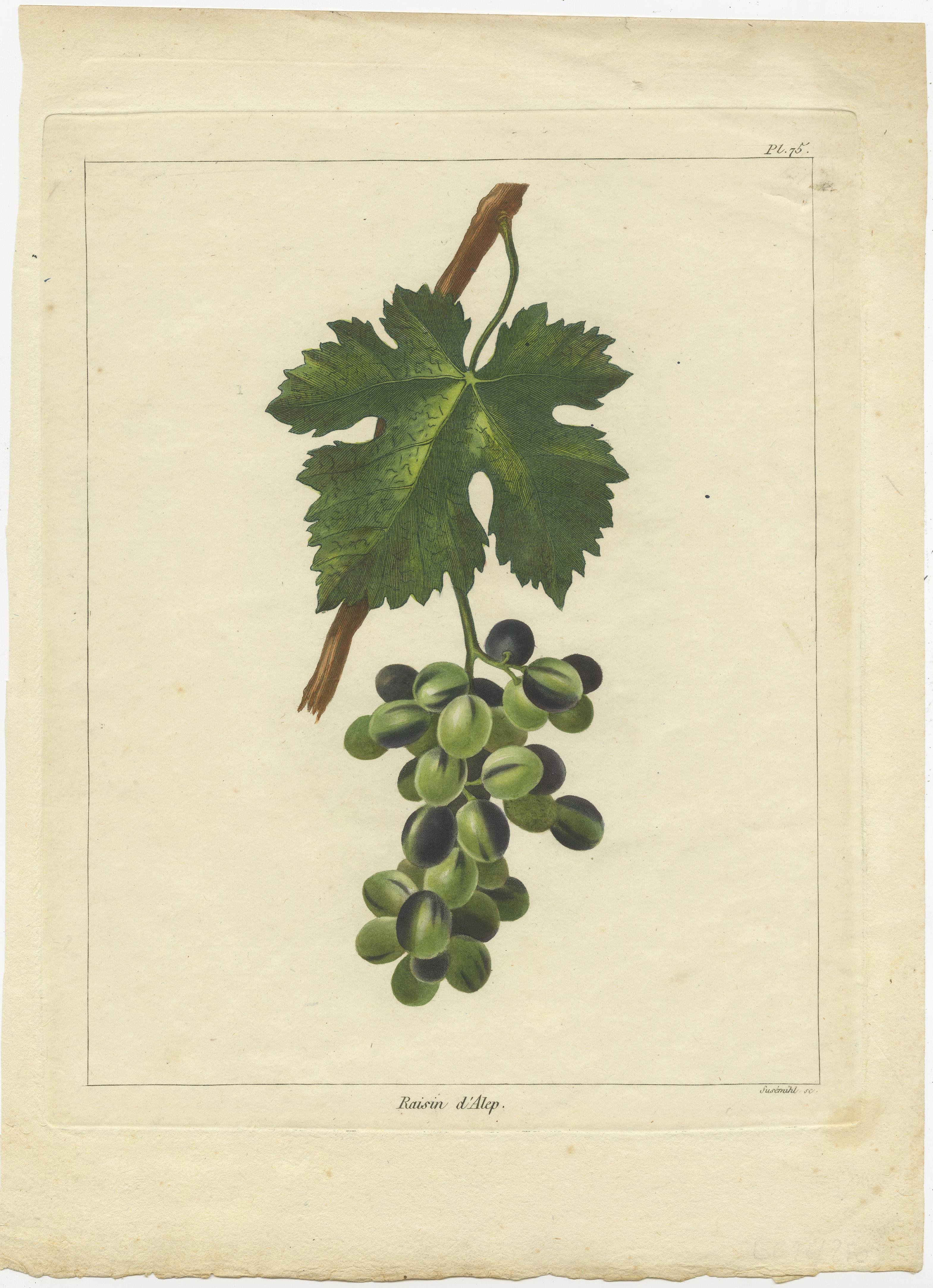 19th Century Set of Three Antique Prints of Various Red Grape Varieties