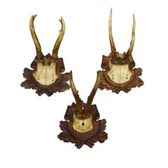 Set of Three Antique Roe Deer Trophies on Carved Plaques Germany ca. 1900