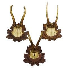 Set of Three Antique Roe Deer Trophies on Carved Plaques Germany ca. 1900