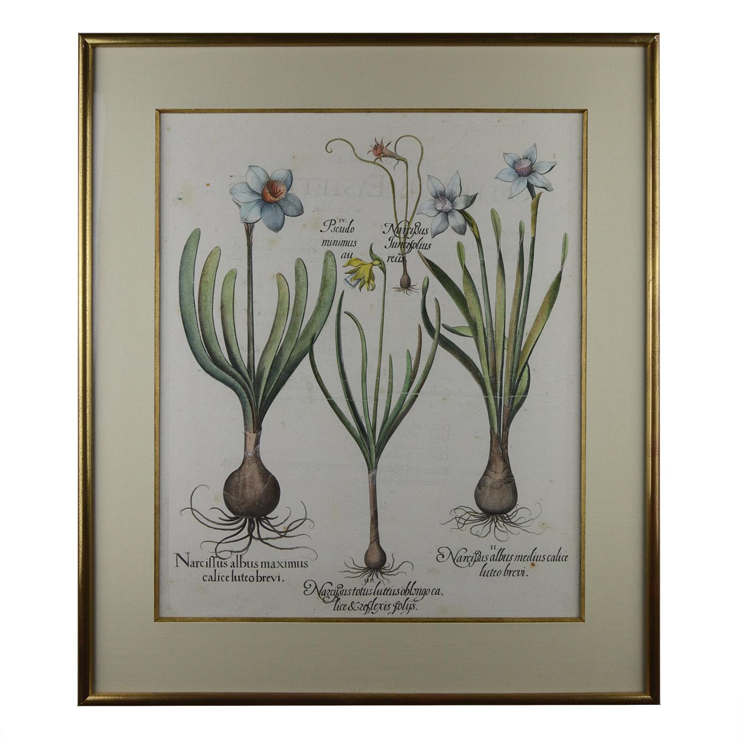 Daffodil, Star-of-Bethlehem, Hyacinth.

When Johann Konrad von Gemmingen, Prince Bishop of Eichstaedt (a place about 60 kilometers north of Munich) gave the Nuremberg apothecary and botanist Basilius Besler (1561-1629) the order to publish a book