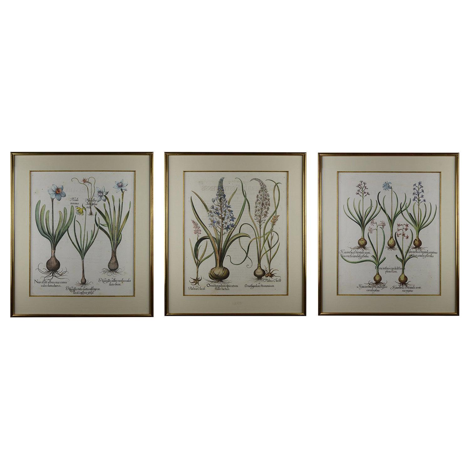 Set of Three Besler Prints