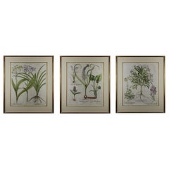 Set of Three Besler Prints