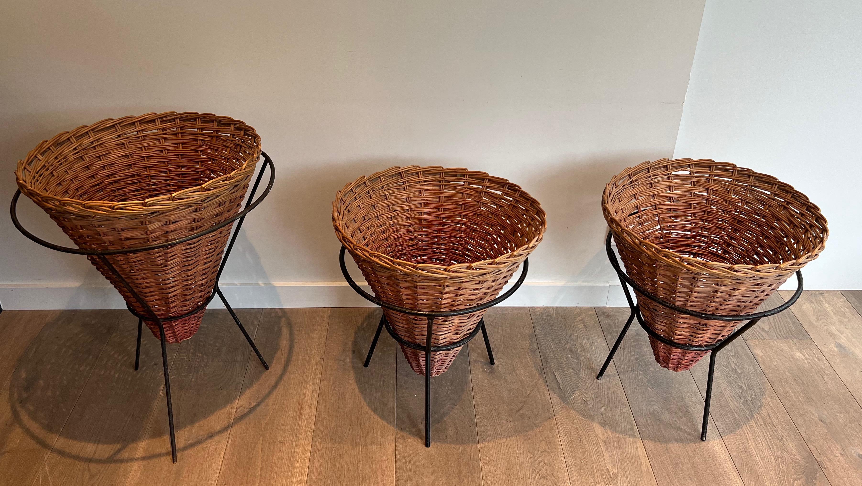 This decorative set of three planters is made of rattan conic planters slide into black lacquered metal bases. This is a French work, circa 1950.