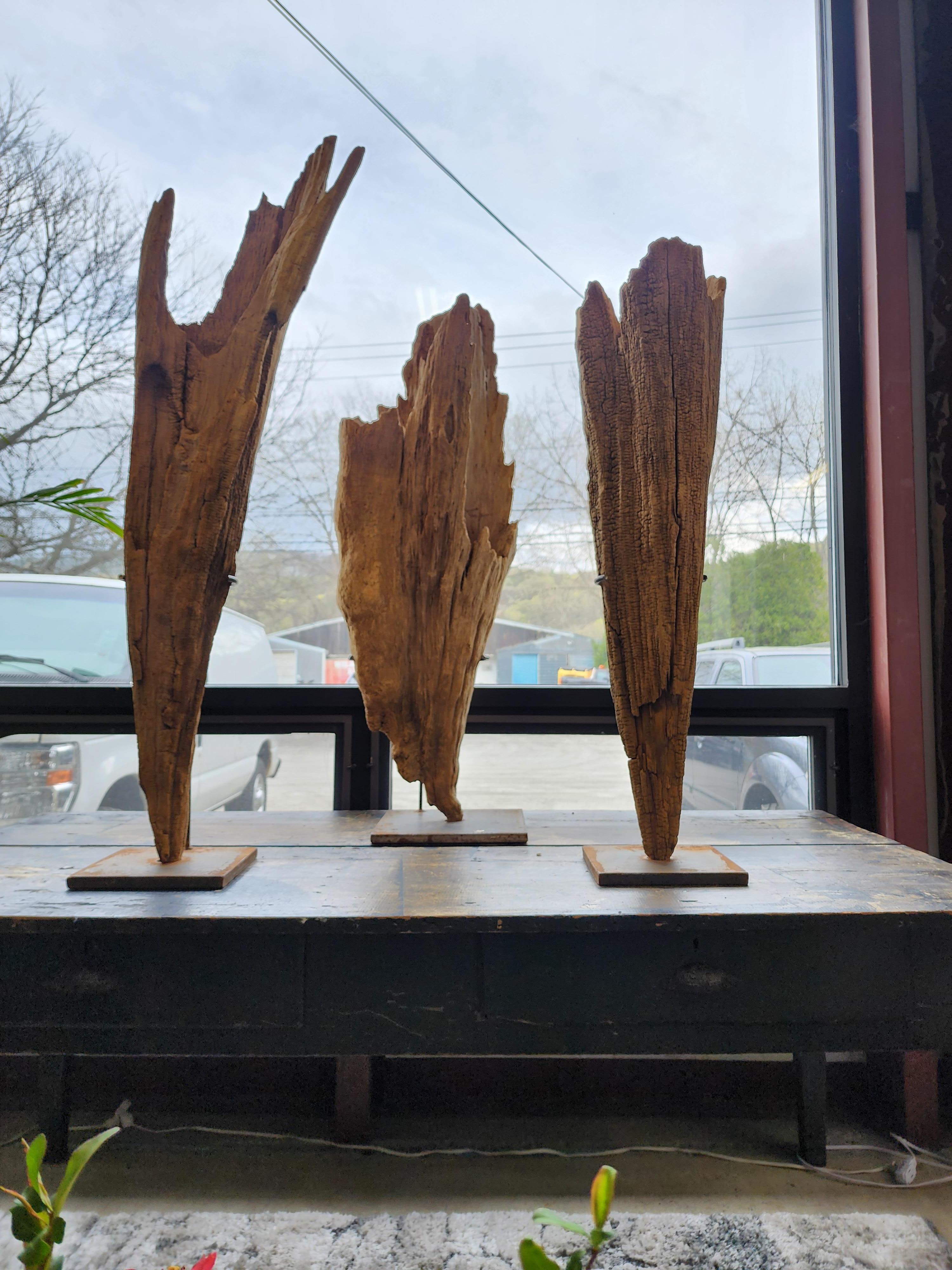 Three Large Bog Cypress Knuckle Sculptures On Custom Mounts 5