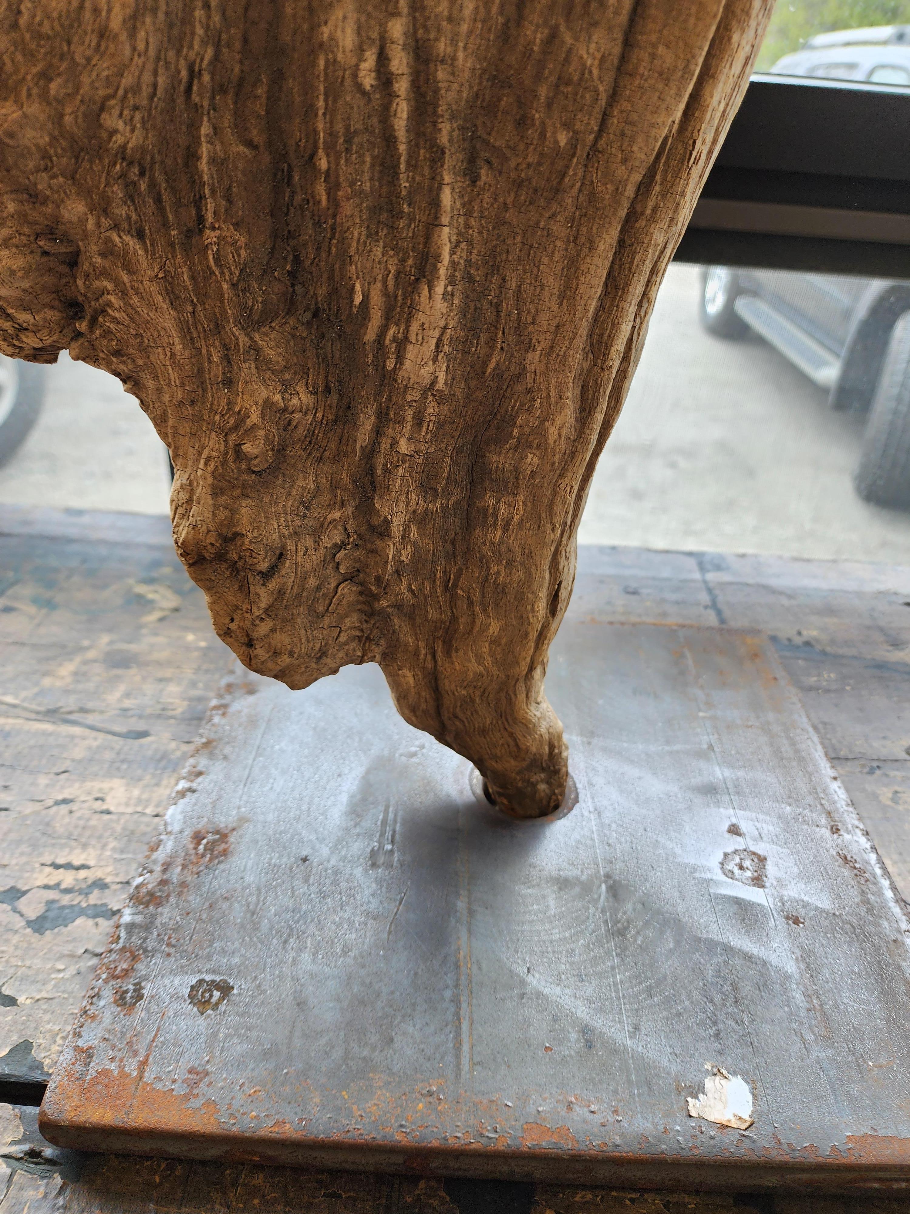 Steel Three Large Bog Cypress Knuckle Sculptures On Custom Mounts