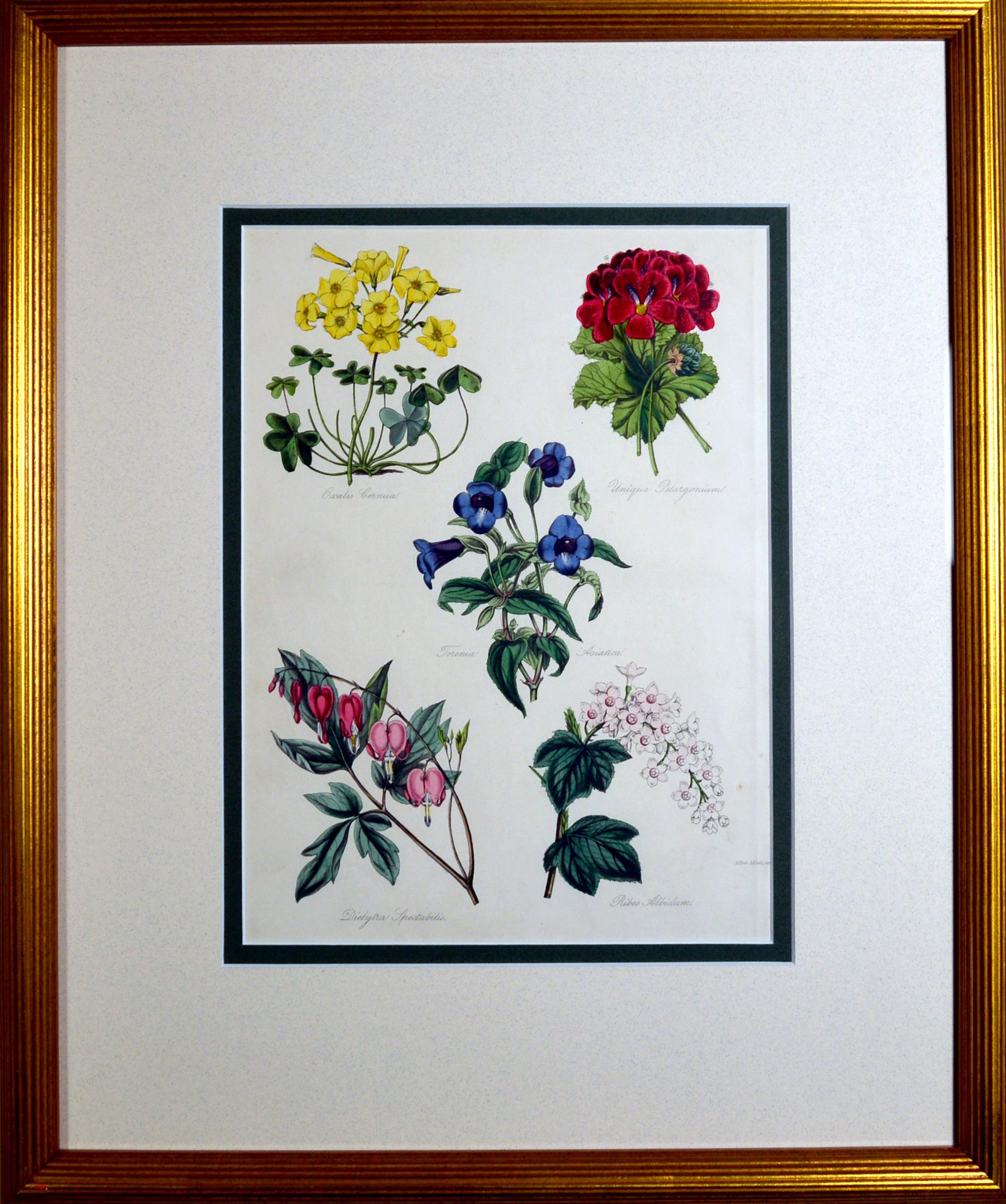 Set of Botanical Prints,
W. Thompson
