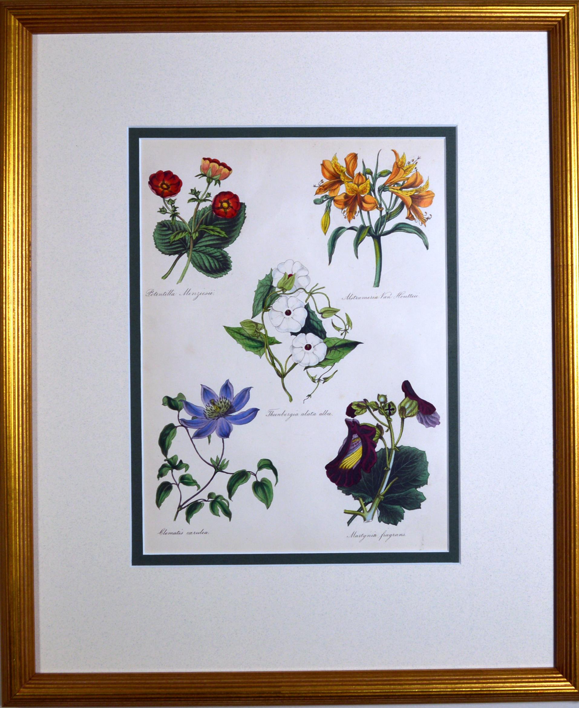 Early Victorian Set of Three Botanical Prints, W. Thompson The English Flower Garden