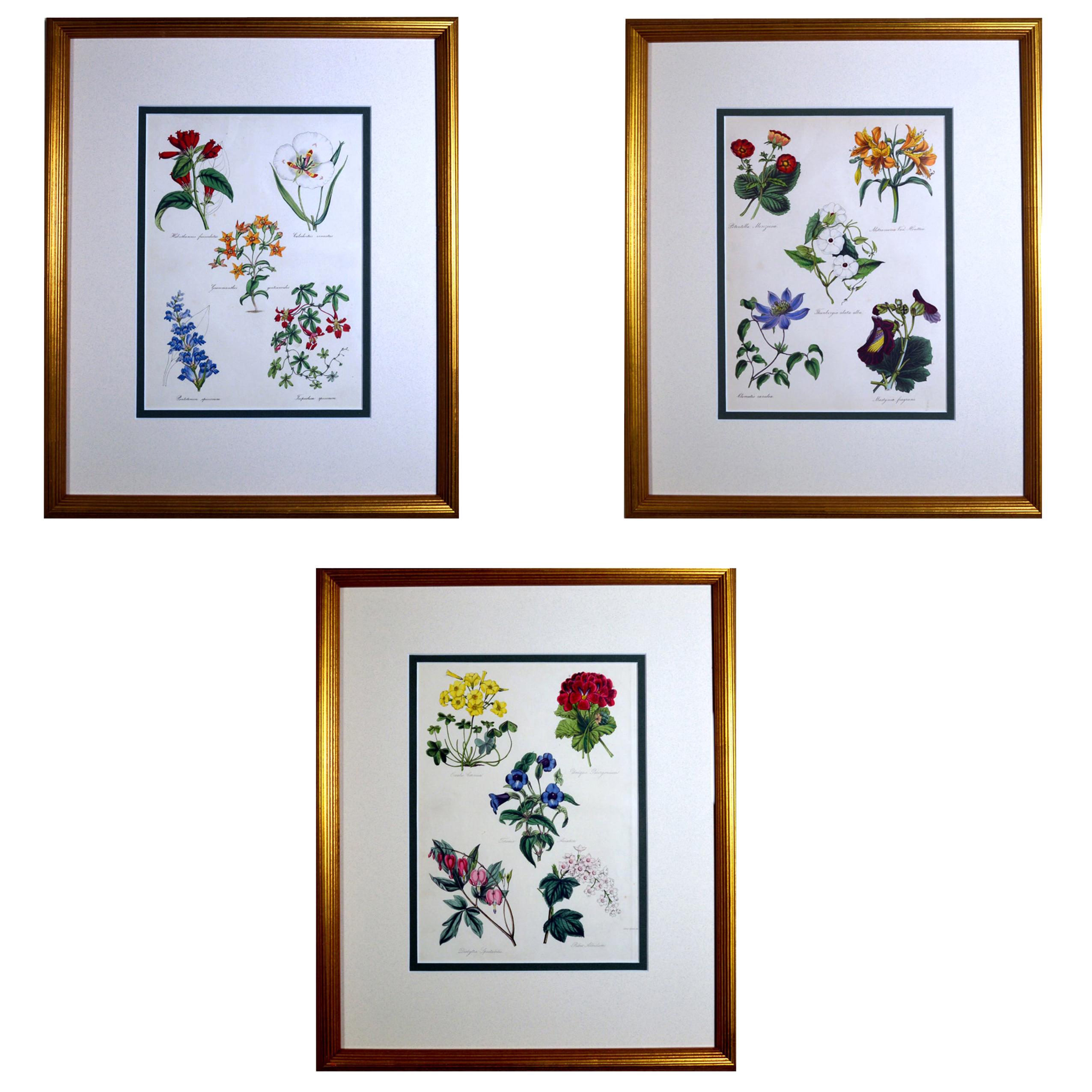 Set of Three Botanical Prints, W. Thompson The English Flower Garden