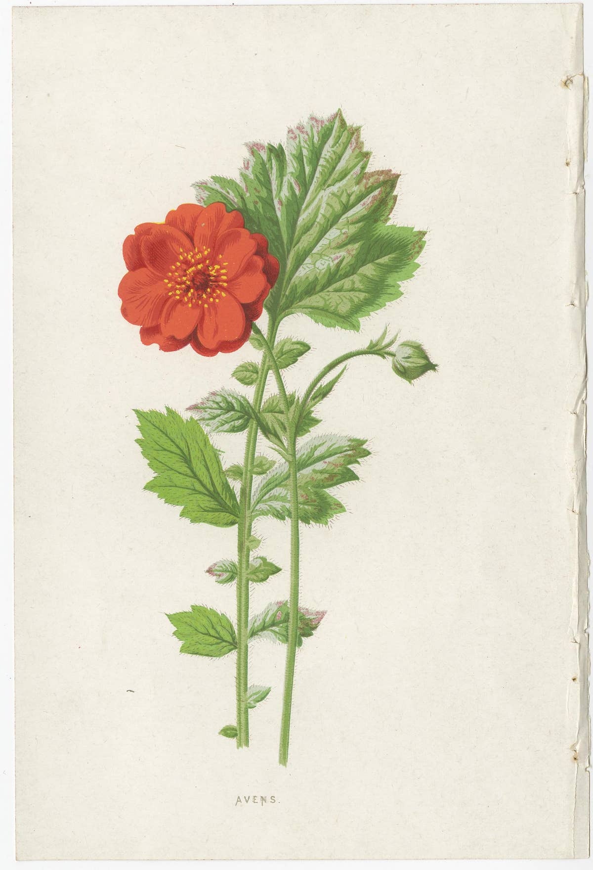 Set of Three Botany Prints Avens, Lachenalia, Achimenes