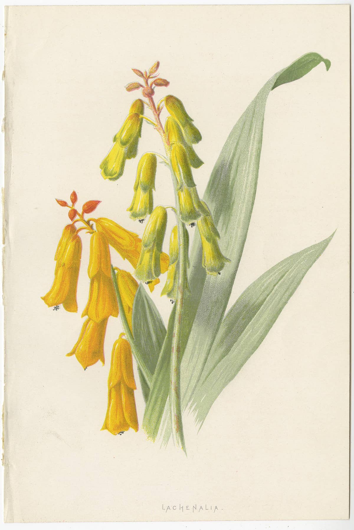 Set of Three Botany Prints Avens, Lachenalia, Achimenes
