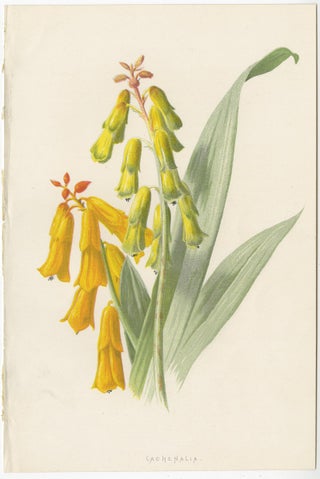 Set of Three Botany Prints Avens, Lachenalia, Achimenes, view 3